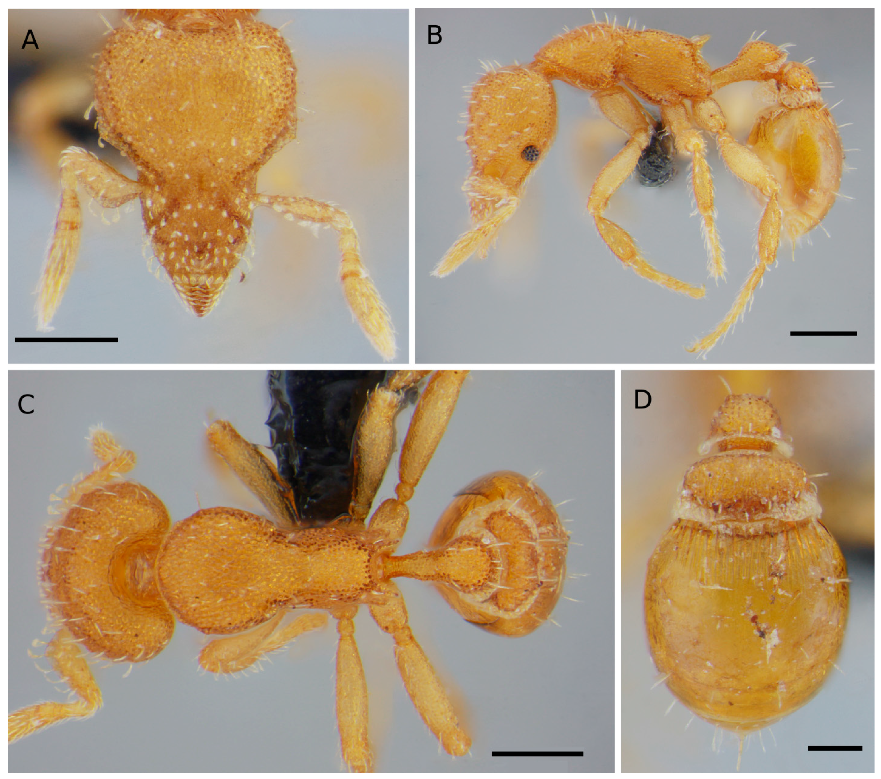 Taxonomy 04 00032 g001