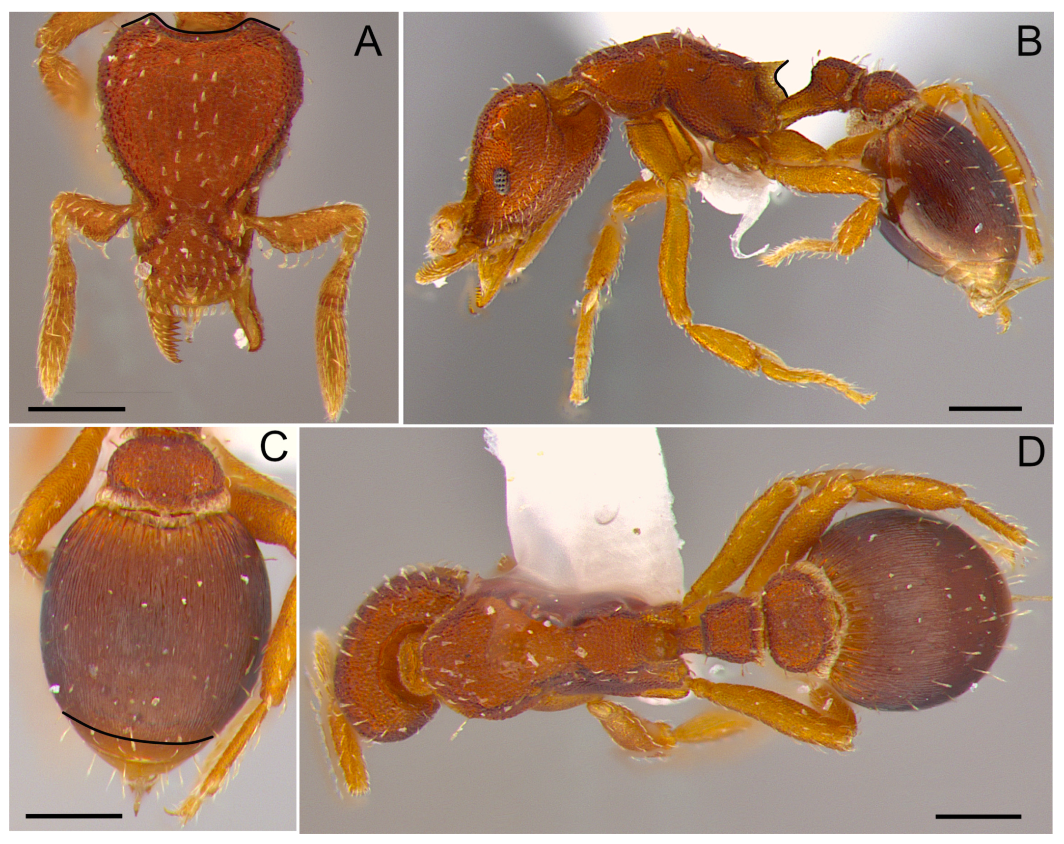Taxonomy 04 00032 g005