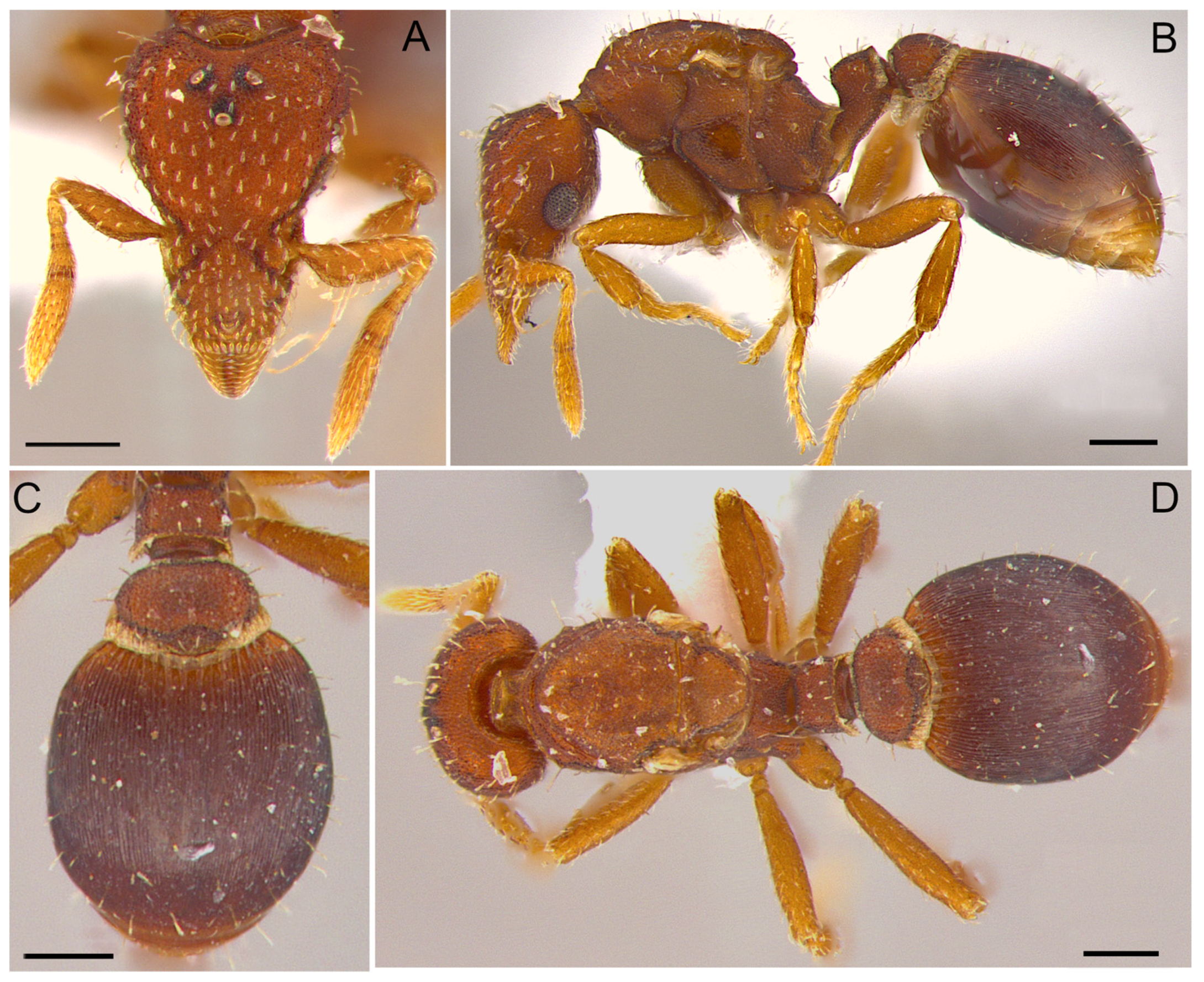 Taxonomy 04 00032 g006