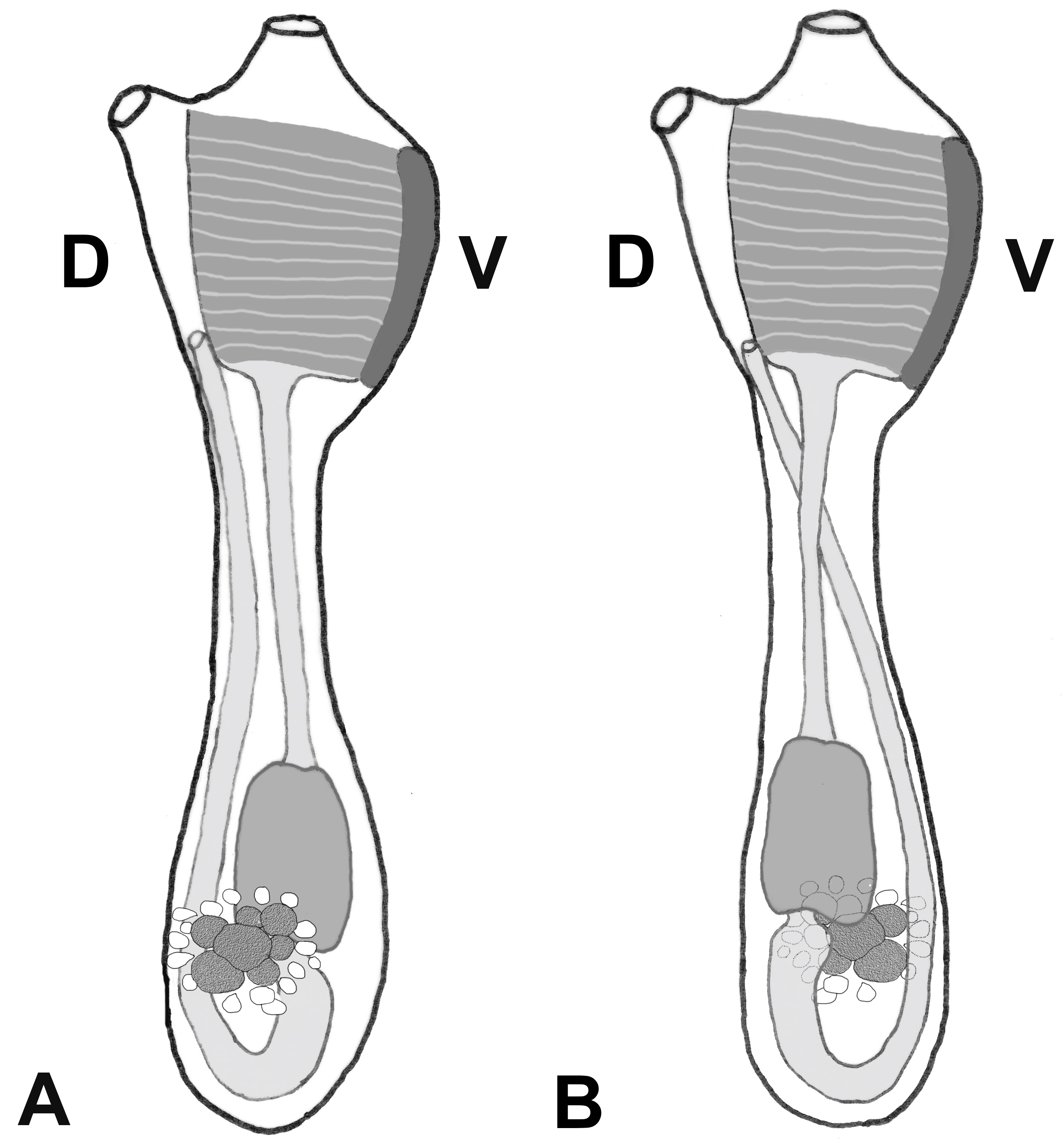 Taxonomy 04 00034 g001