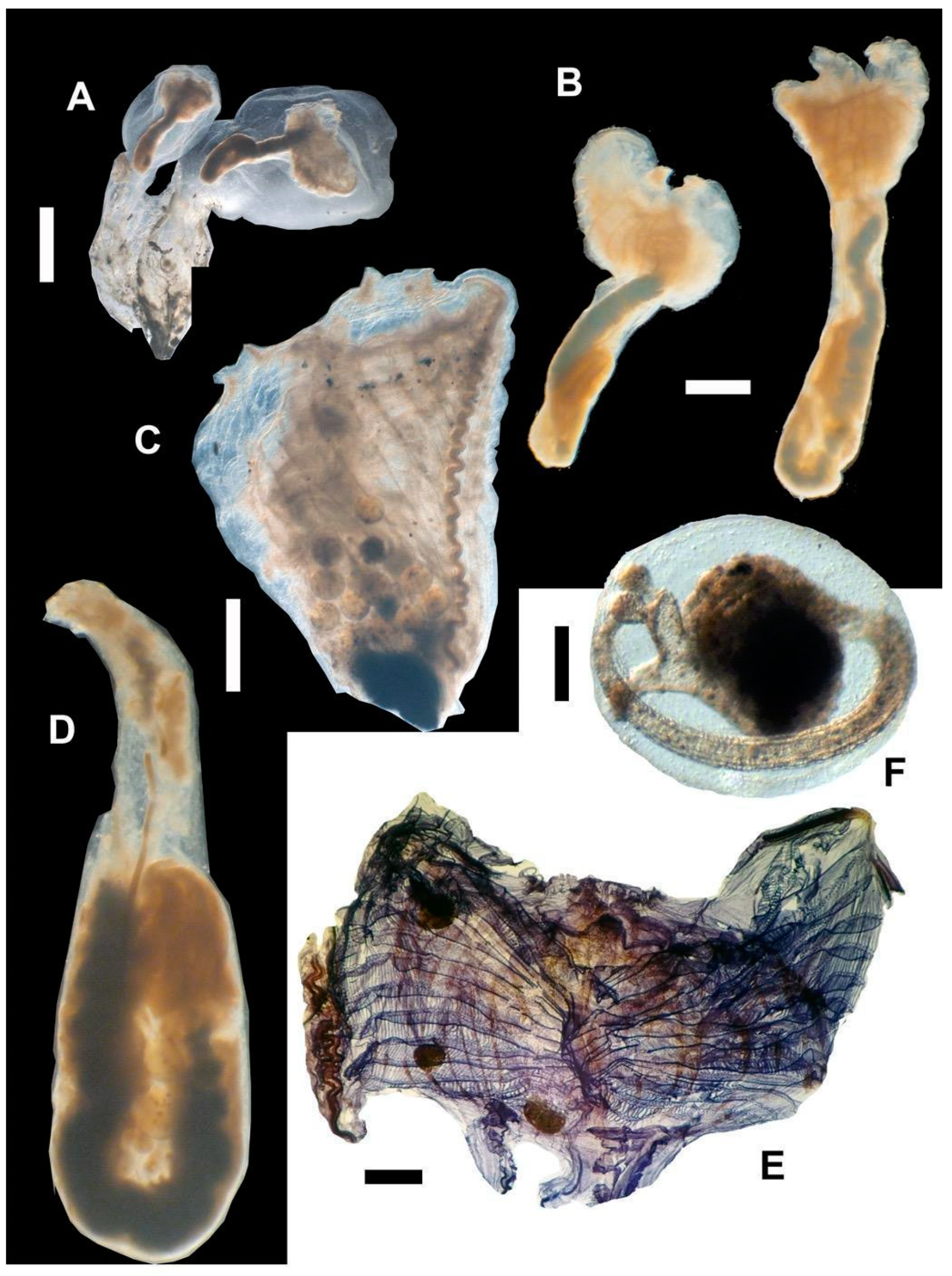 Taxonomy 04 00034 g005