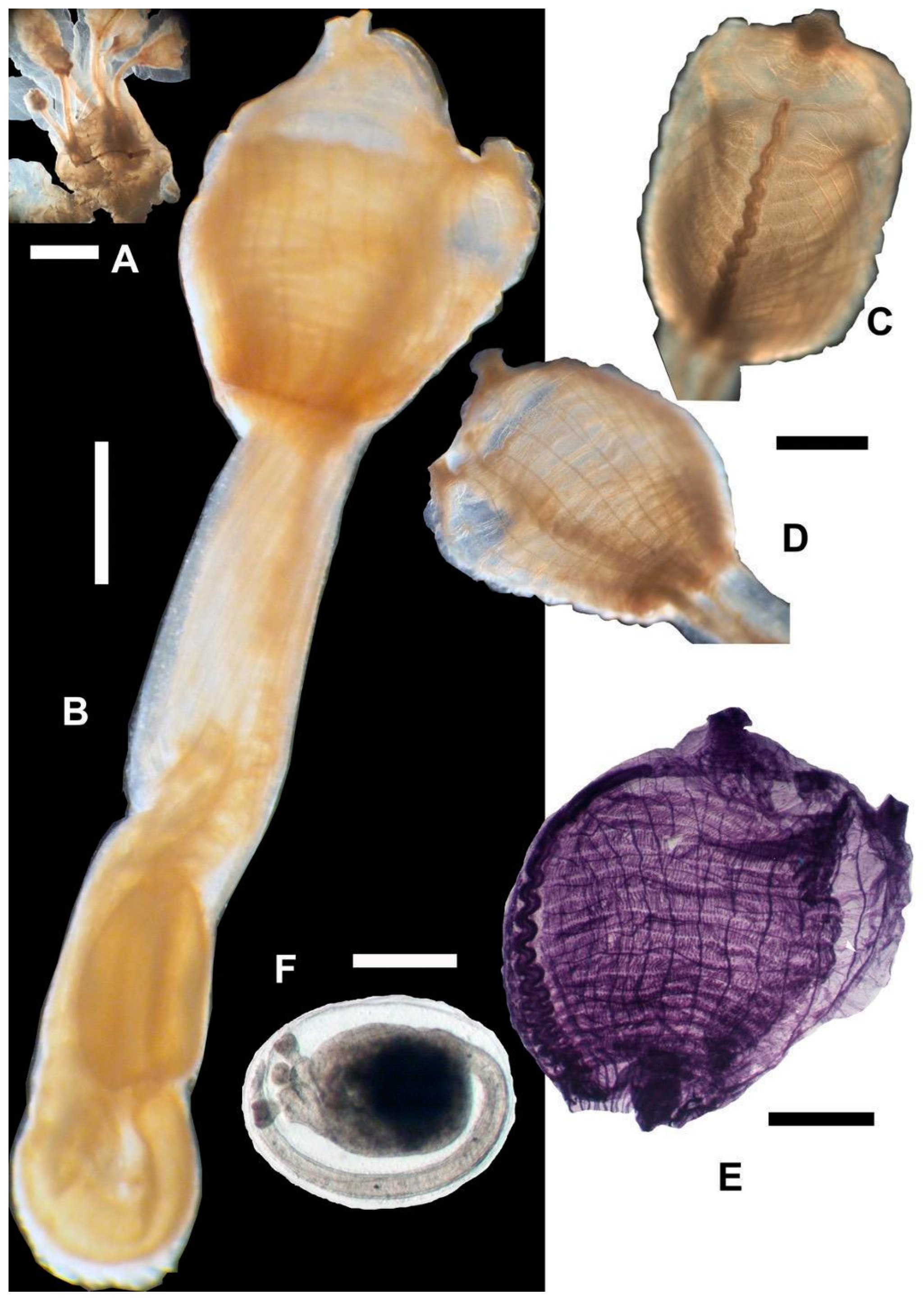 Taxonomy 04 00034 g007