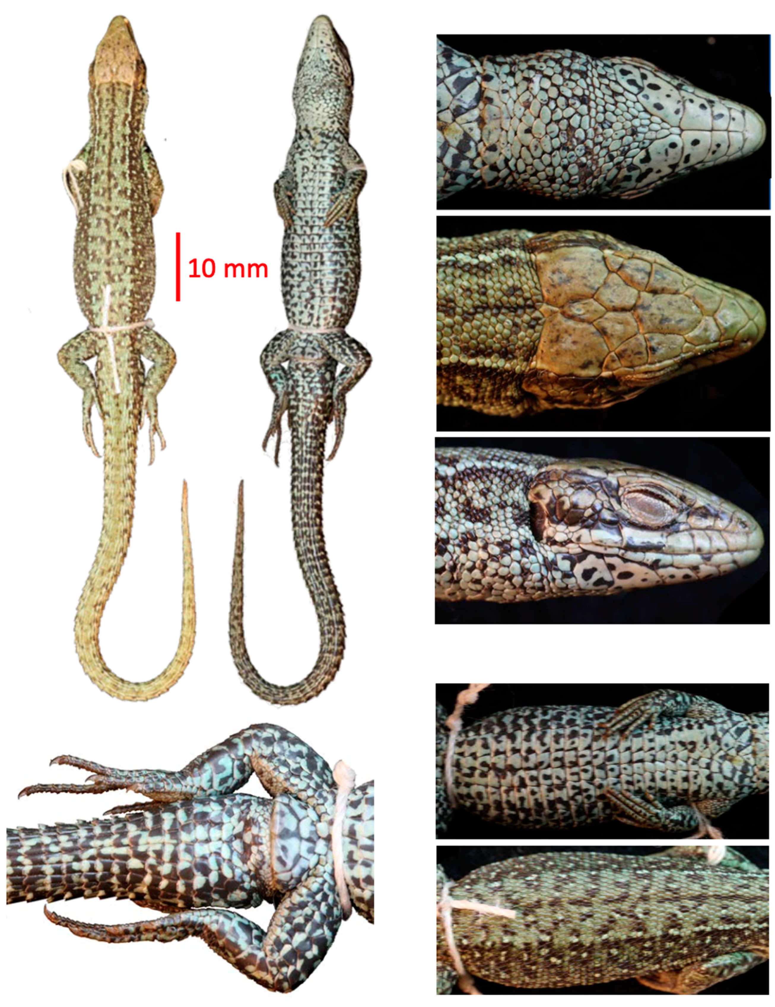 Taxonomy 04 00038 g001