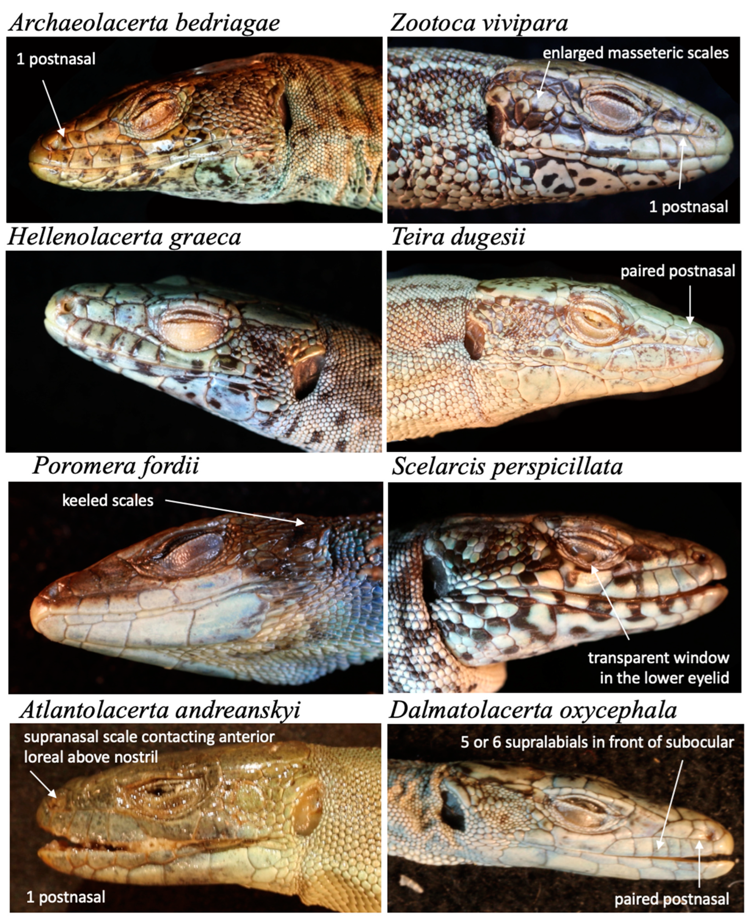 Taxonomy 04 00038 g002