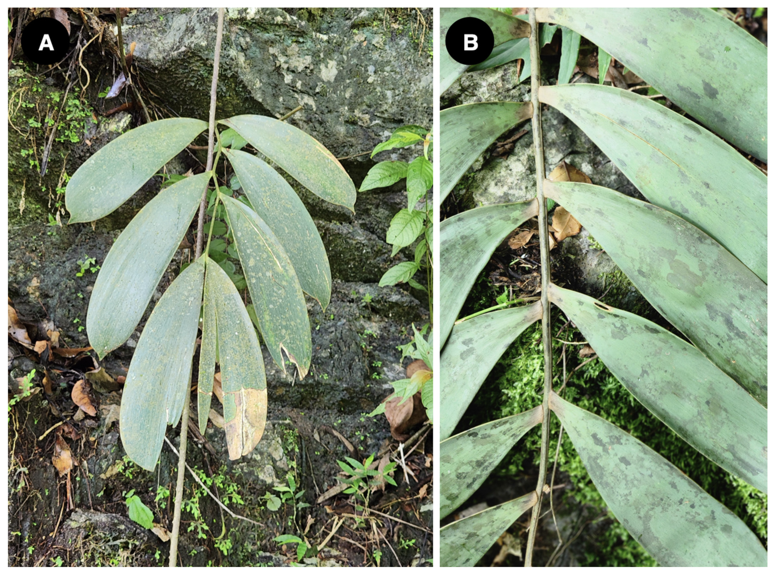 Taxonomy 04 00039 g006