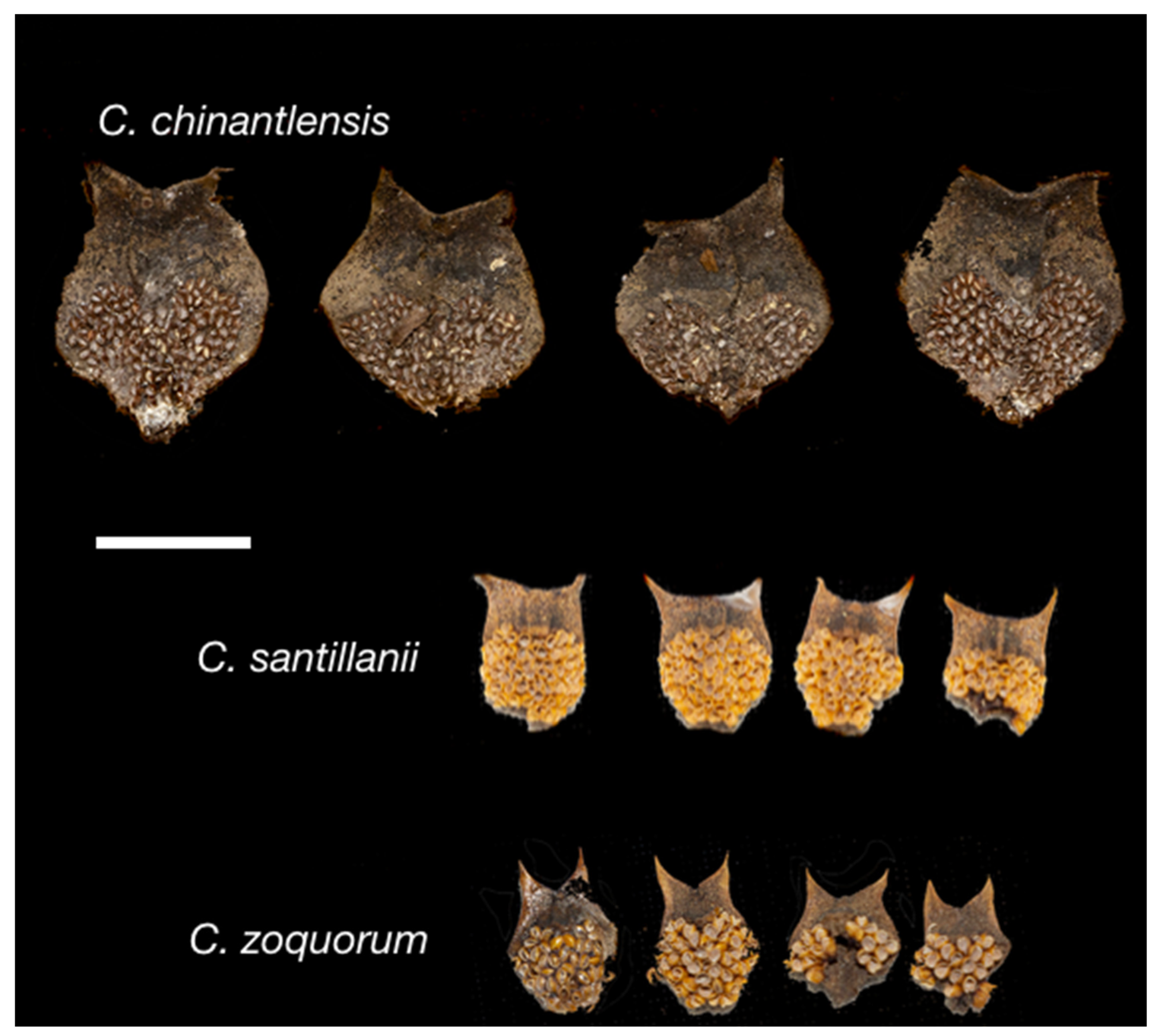 Taxonomy 04 00039 g011