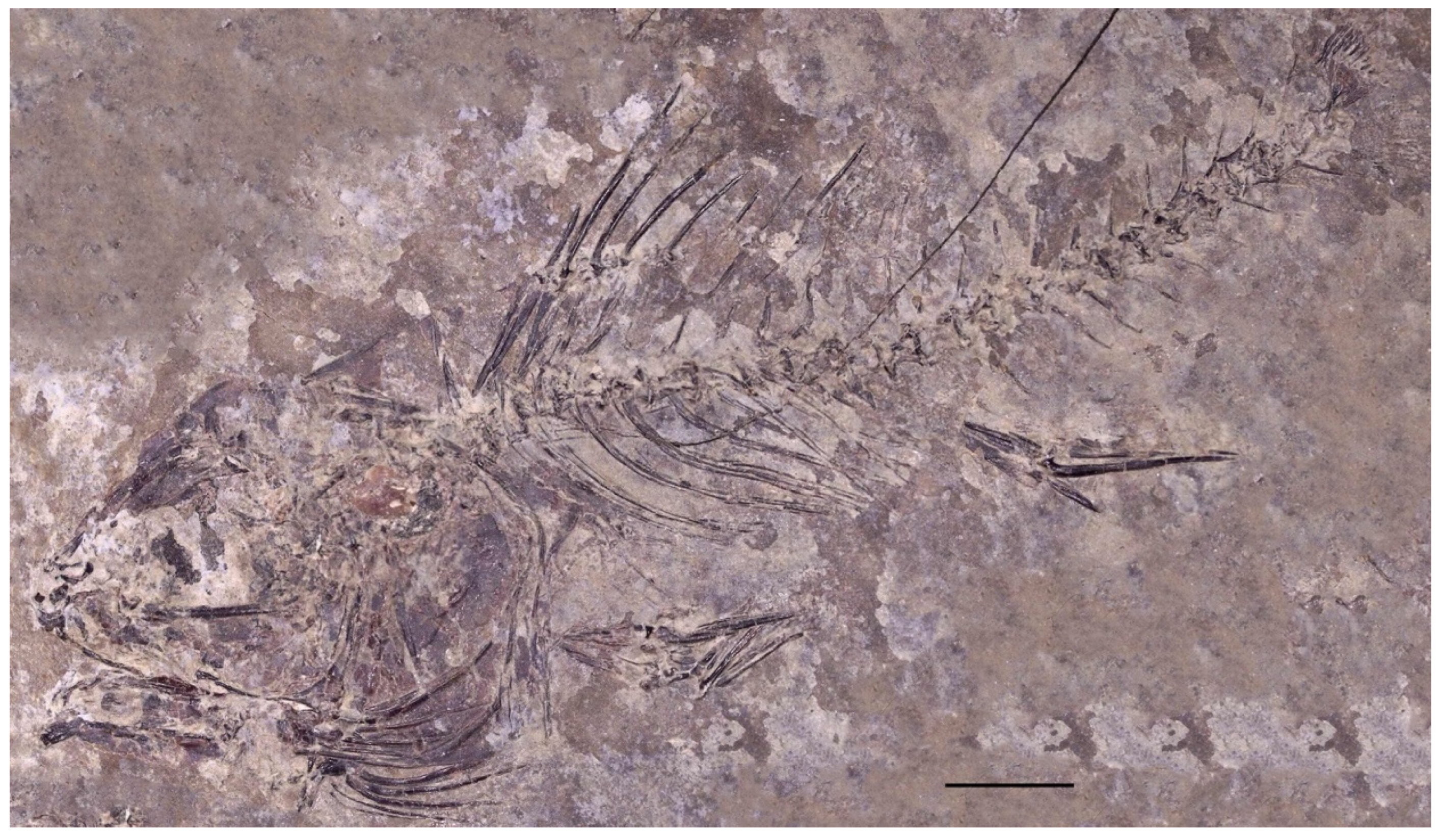 Taxonomy 04 00044 g003