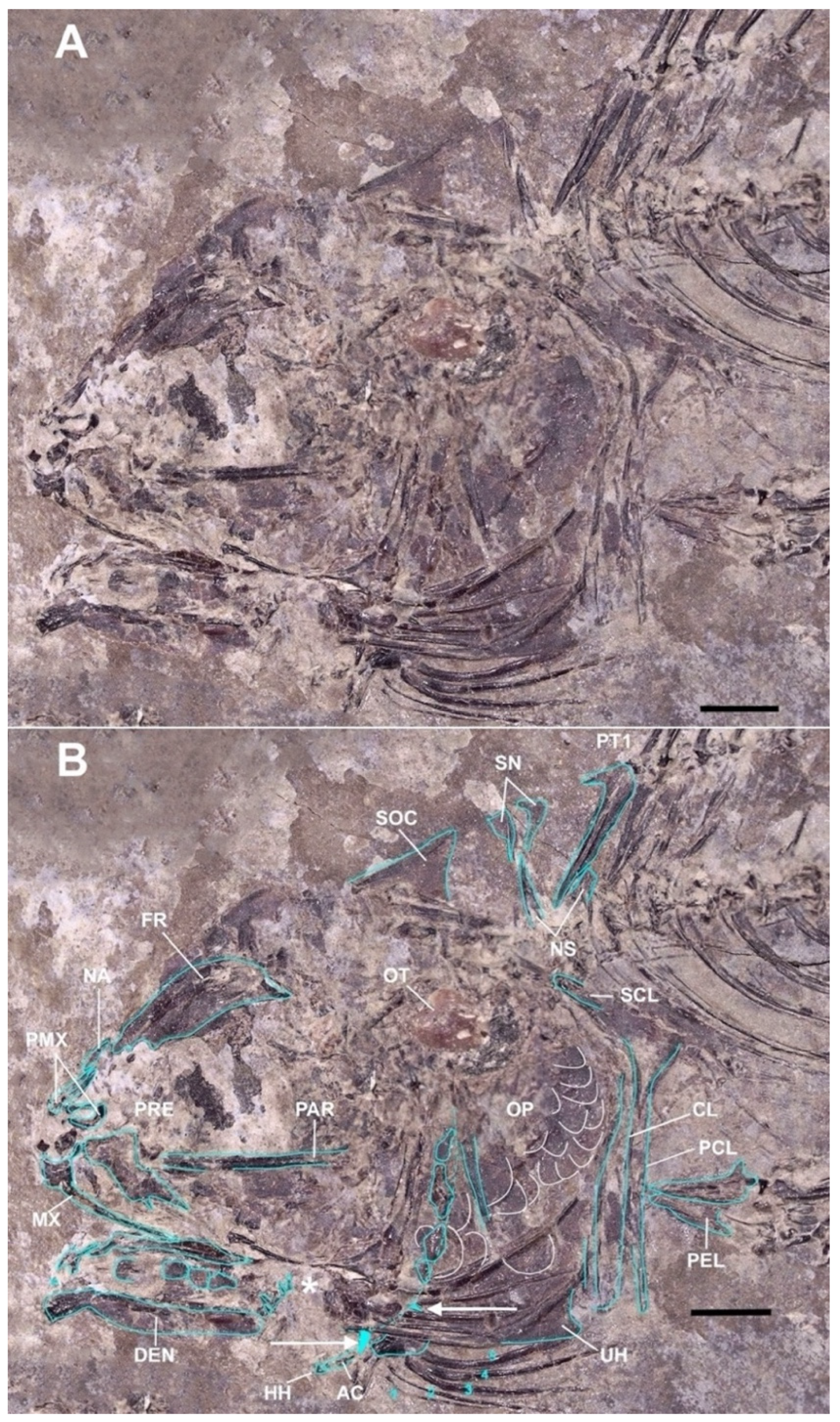Taxonomy 04 00044 g004