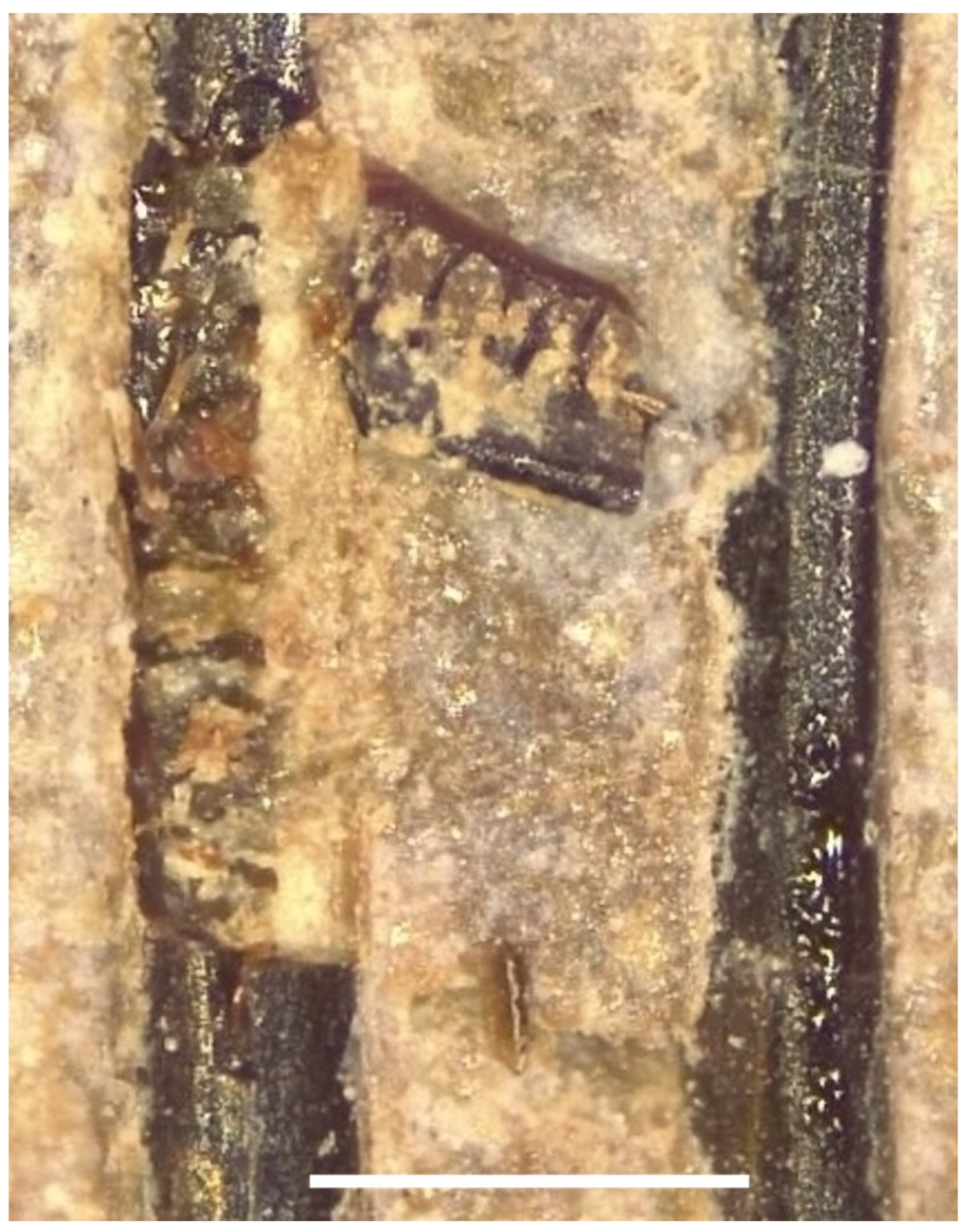 Taxonomy 04 00044 g008