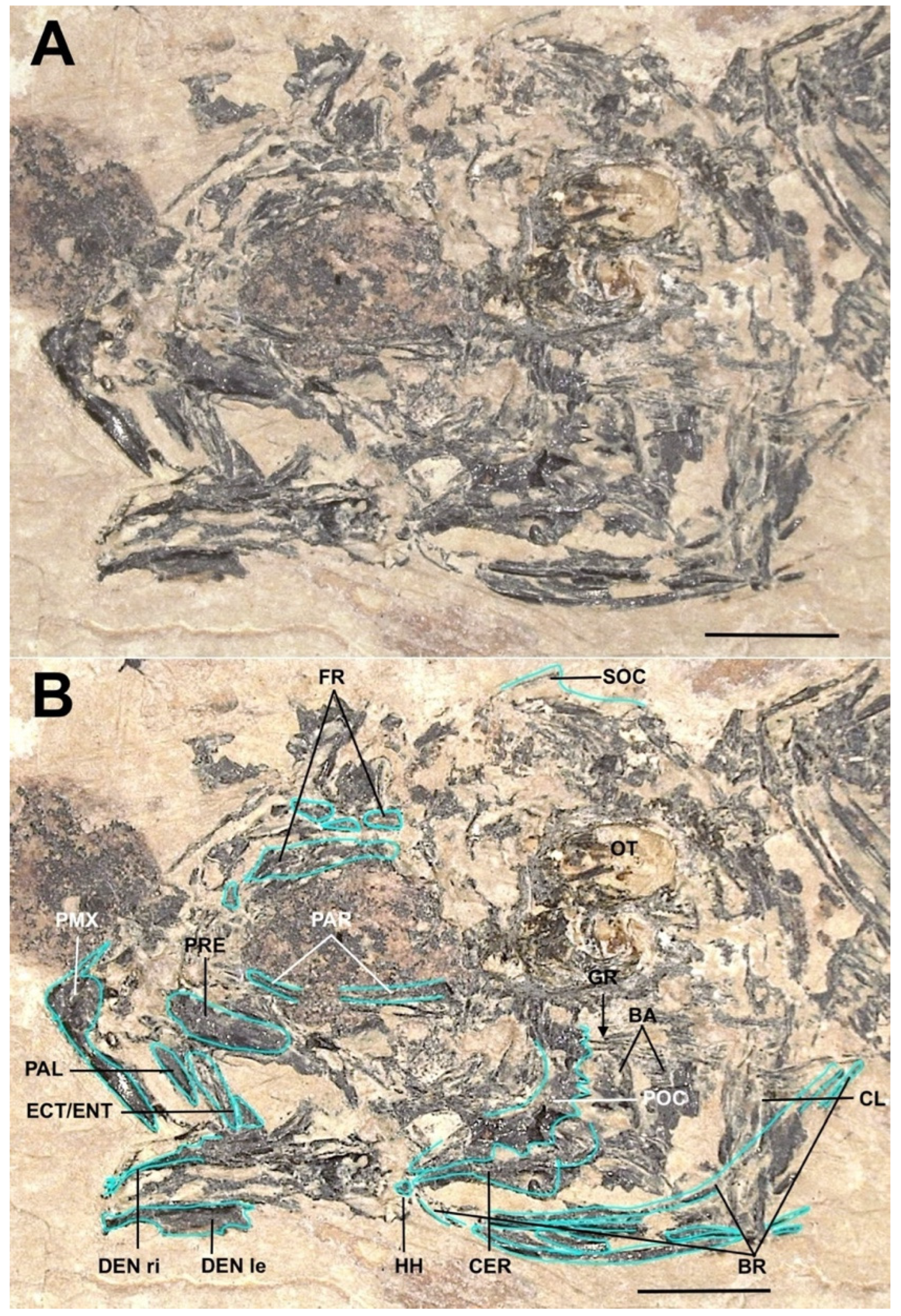 Taxonomy 04 00044 g012