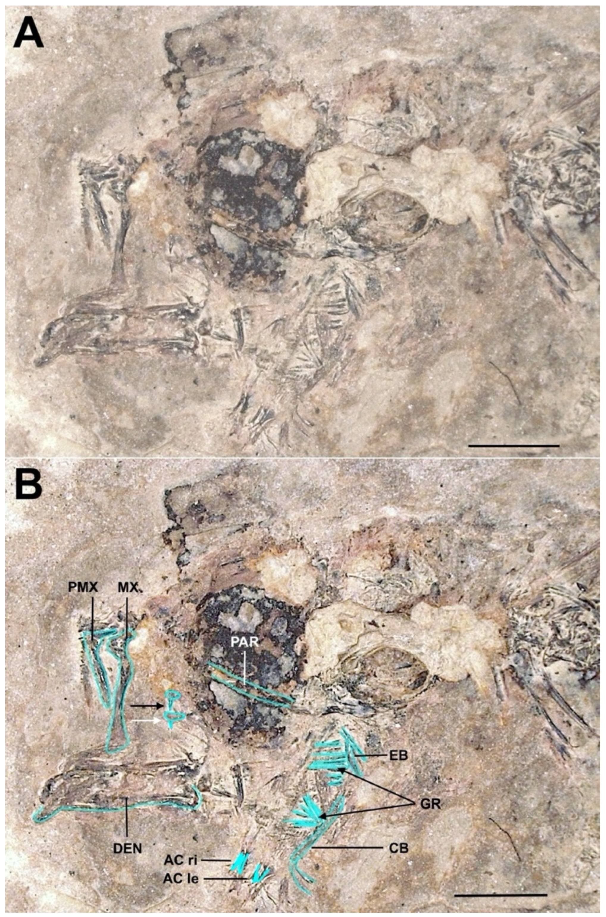 Taxonomy 04 00044 g022