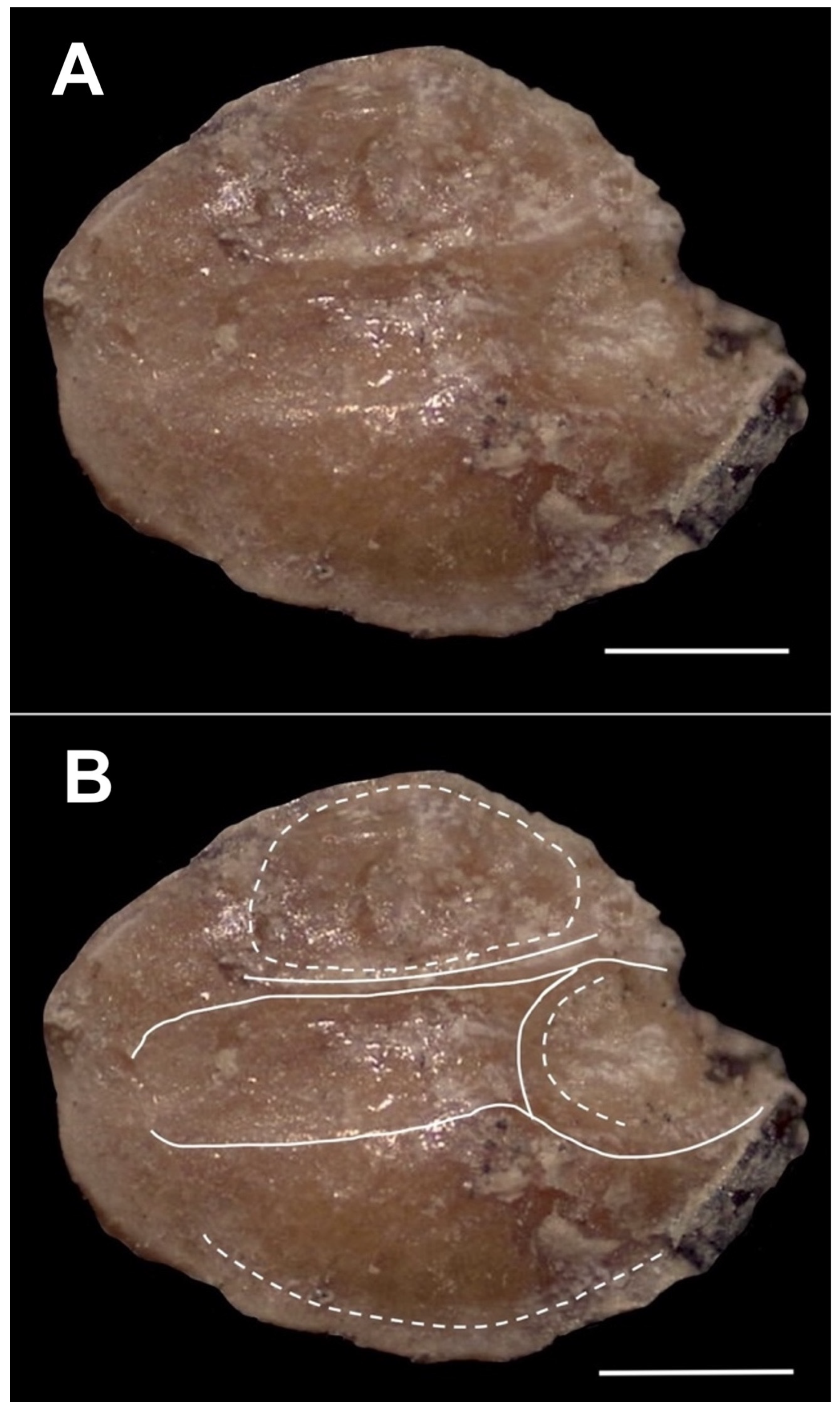 Taxonomy 04 00044 g027