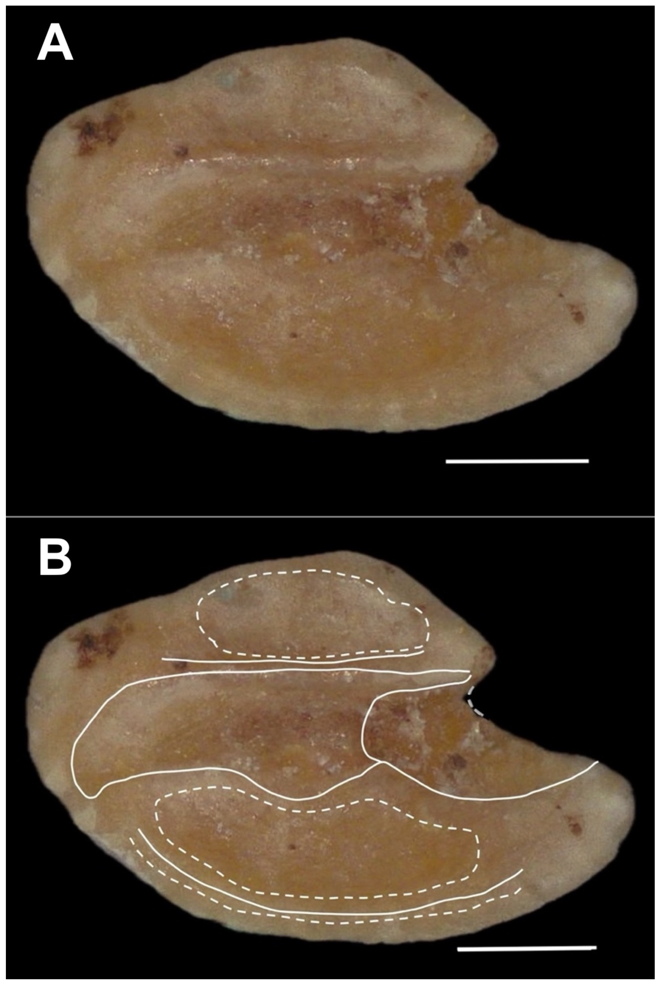 Taxonomy 04 00044 g031