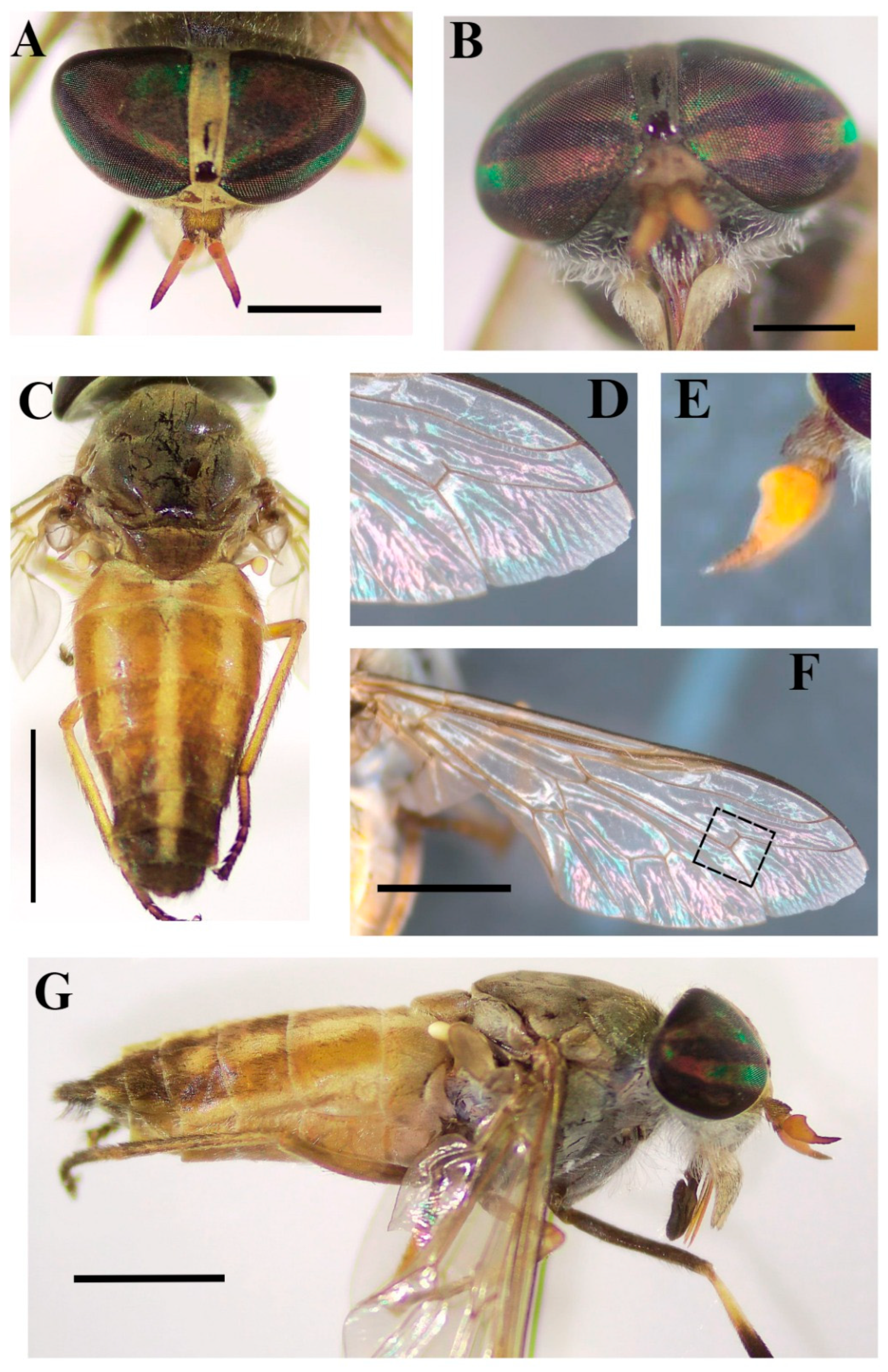 Taxonomy 04 00046 g007