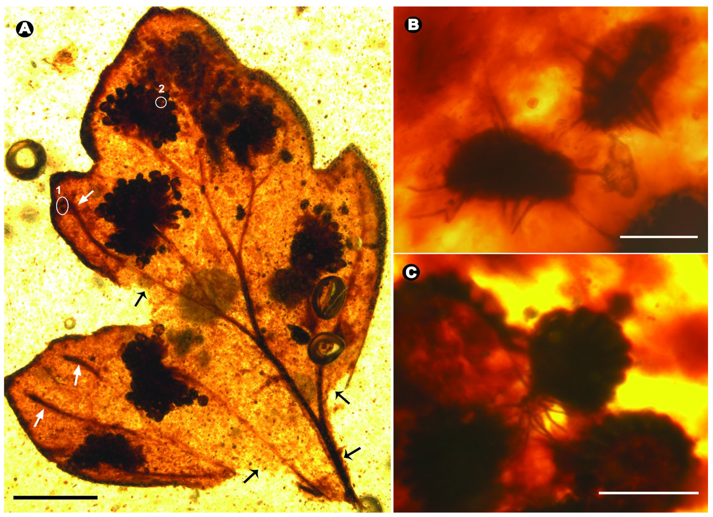 Taxonomy 05 00003 g002 Taxonomy 05 00003 g002