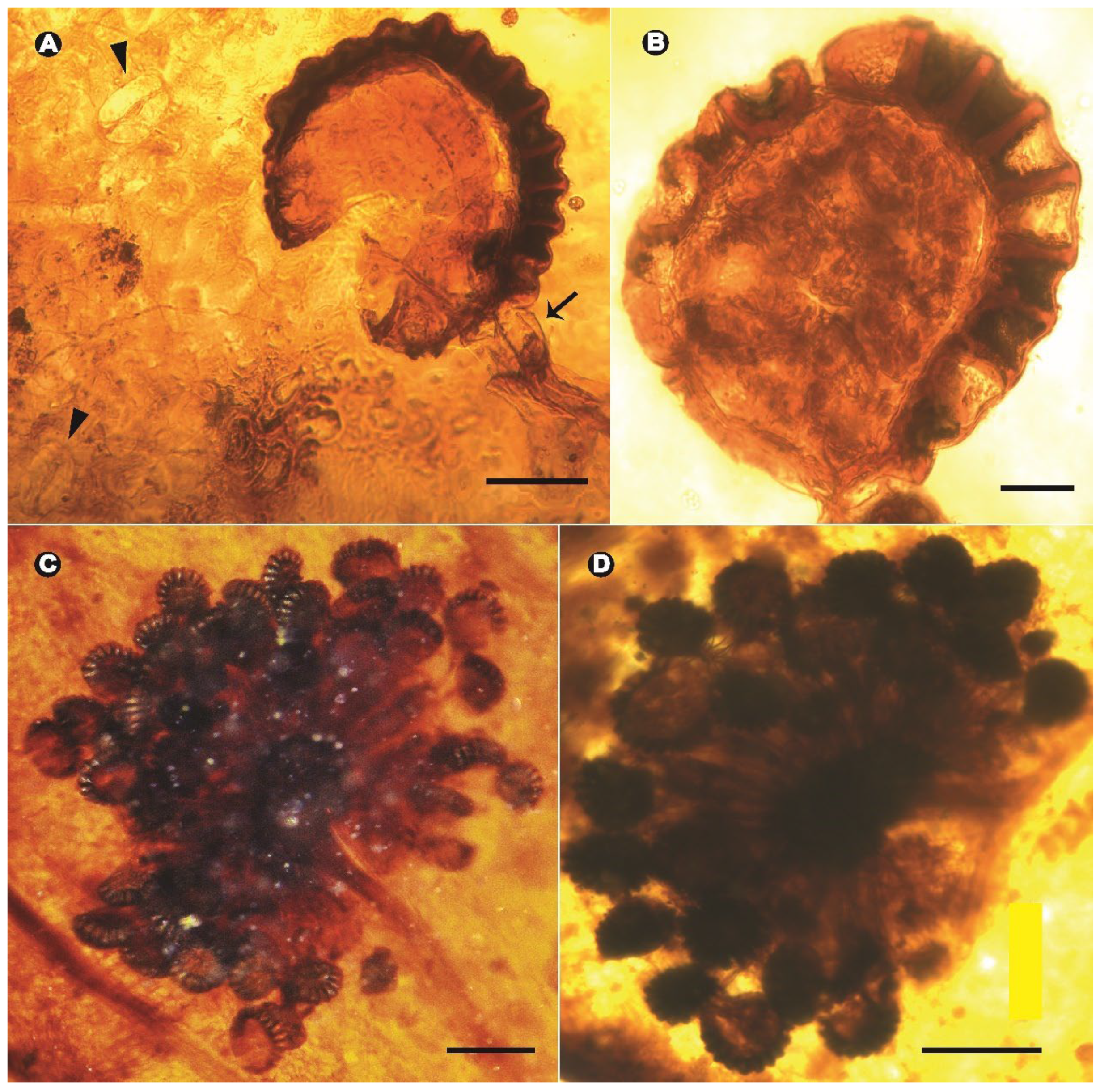 Taxonomy 05 00003 g003 Taxonomy 05 00003 g003