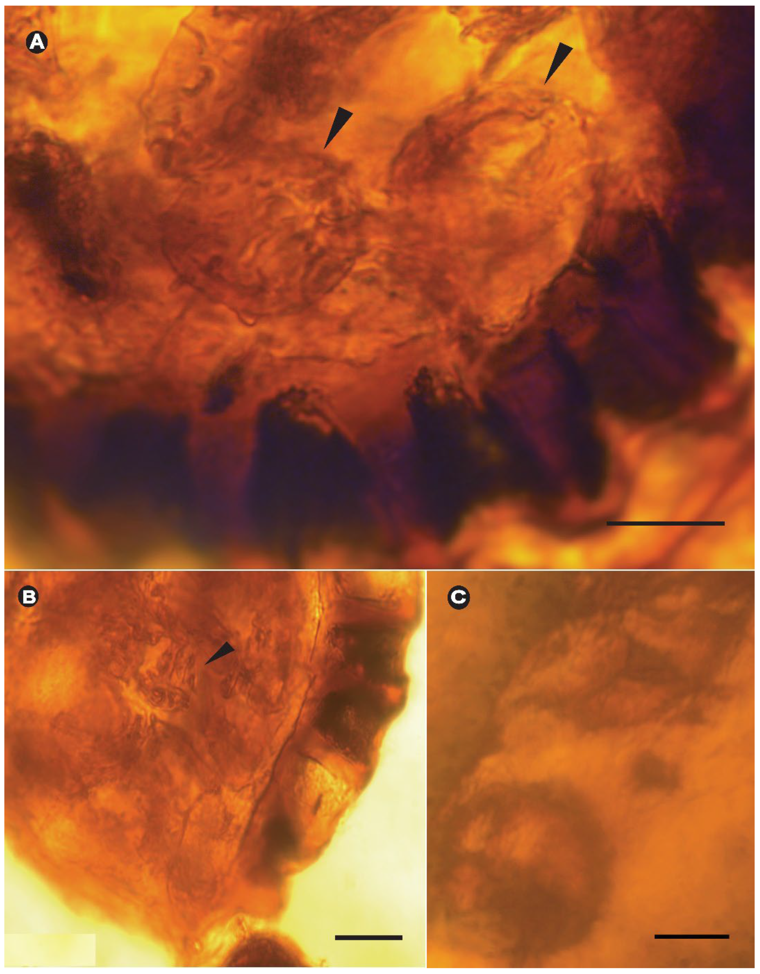 Taxonomy 05 00003 g004 Taxonomy 05 00003 g004