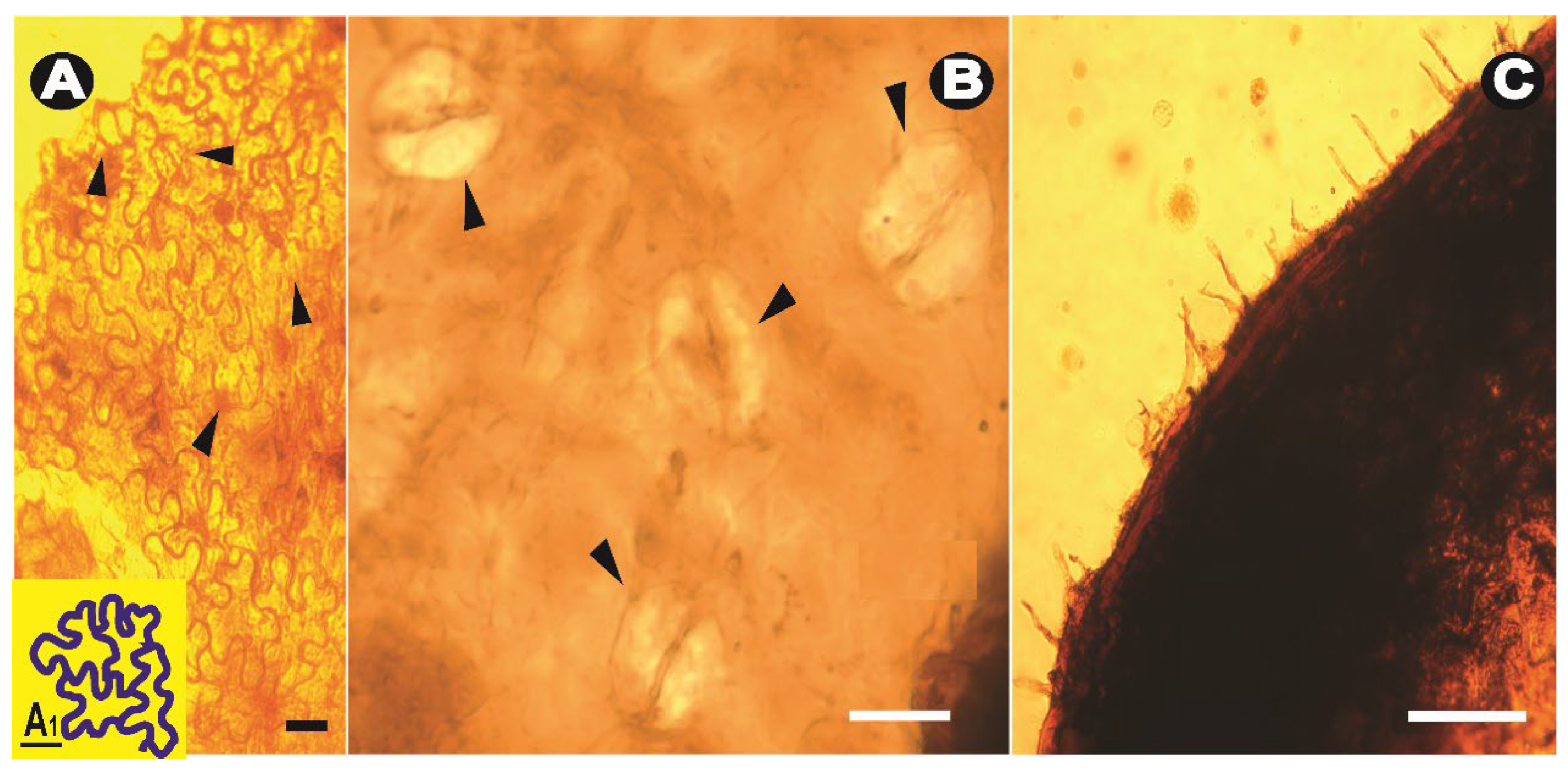 Taxonomy 05 00003 g005 Taxonomy 05 00003 g005