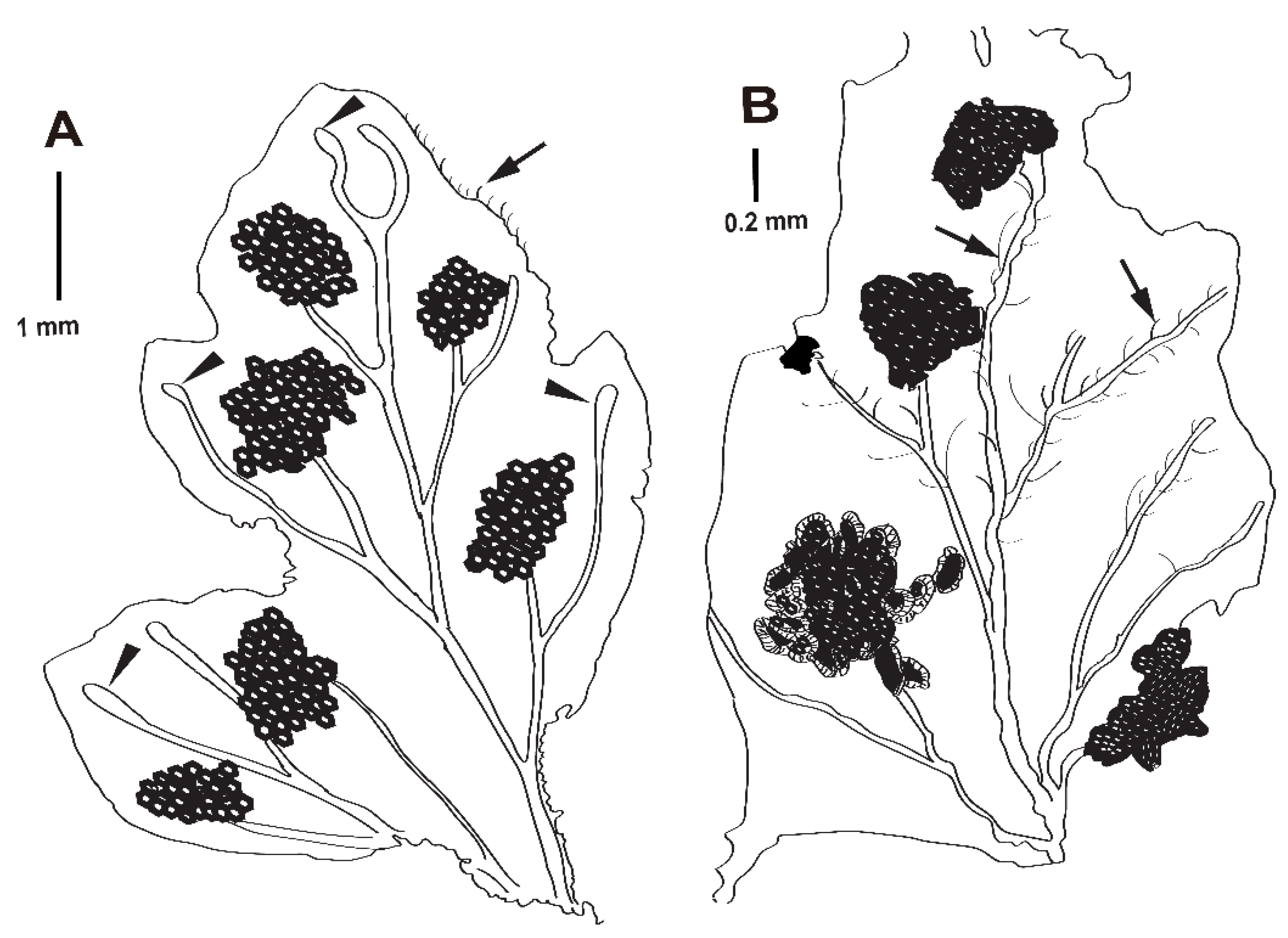 Taxonomy 05 00003 g006 Taxonomy 05 00003 g006