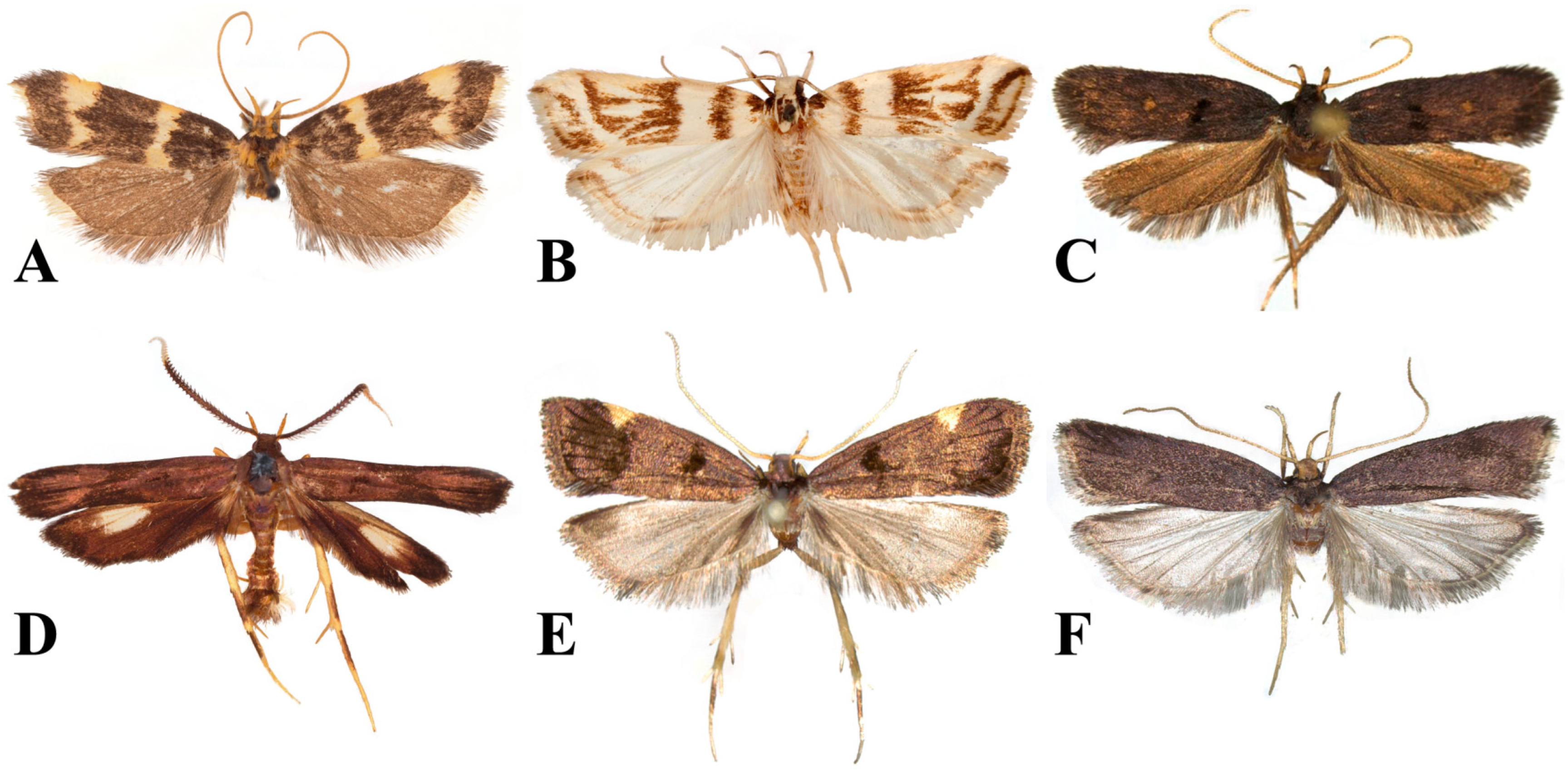 Taxonomy 05 00004 g001 Taxonomy 05 00004 g001