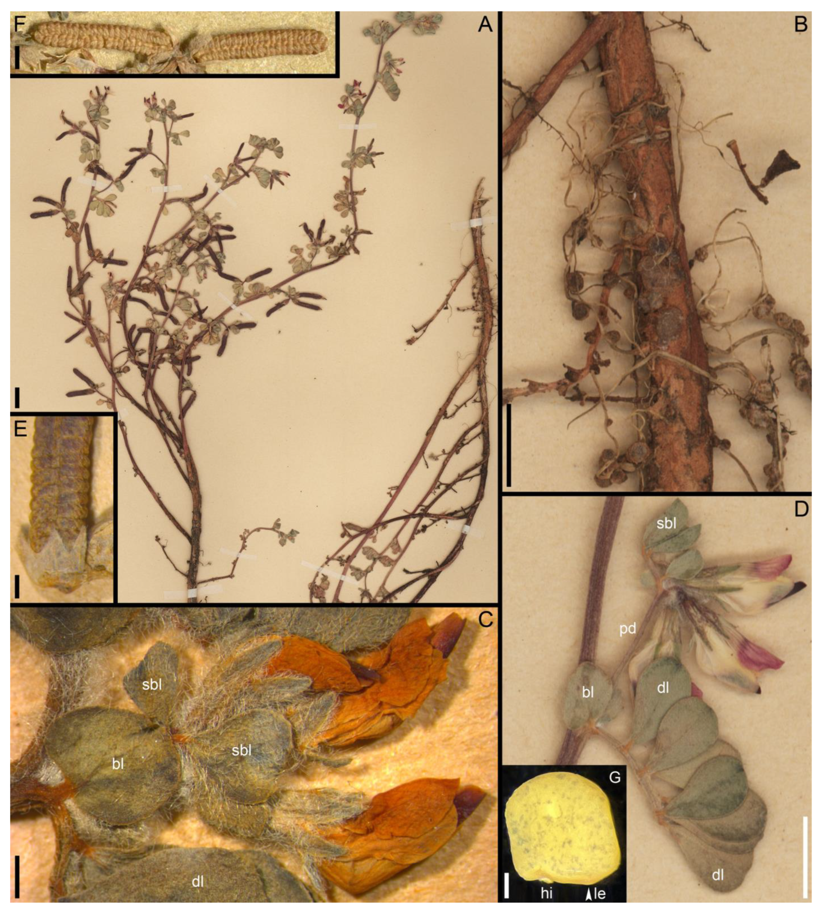 Taxonomy 05 00006 g004 Taxonomy 05 00006 g004