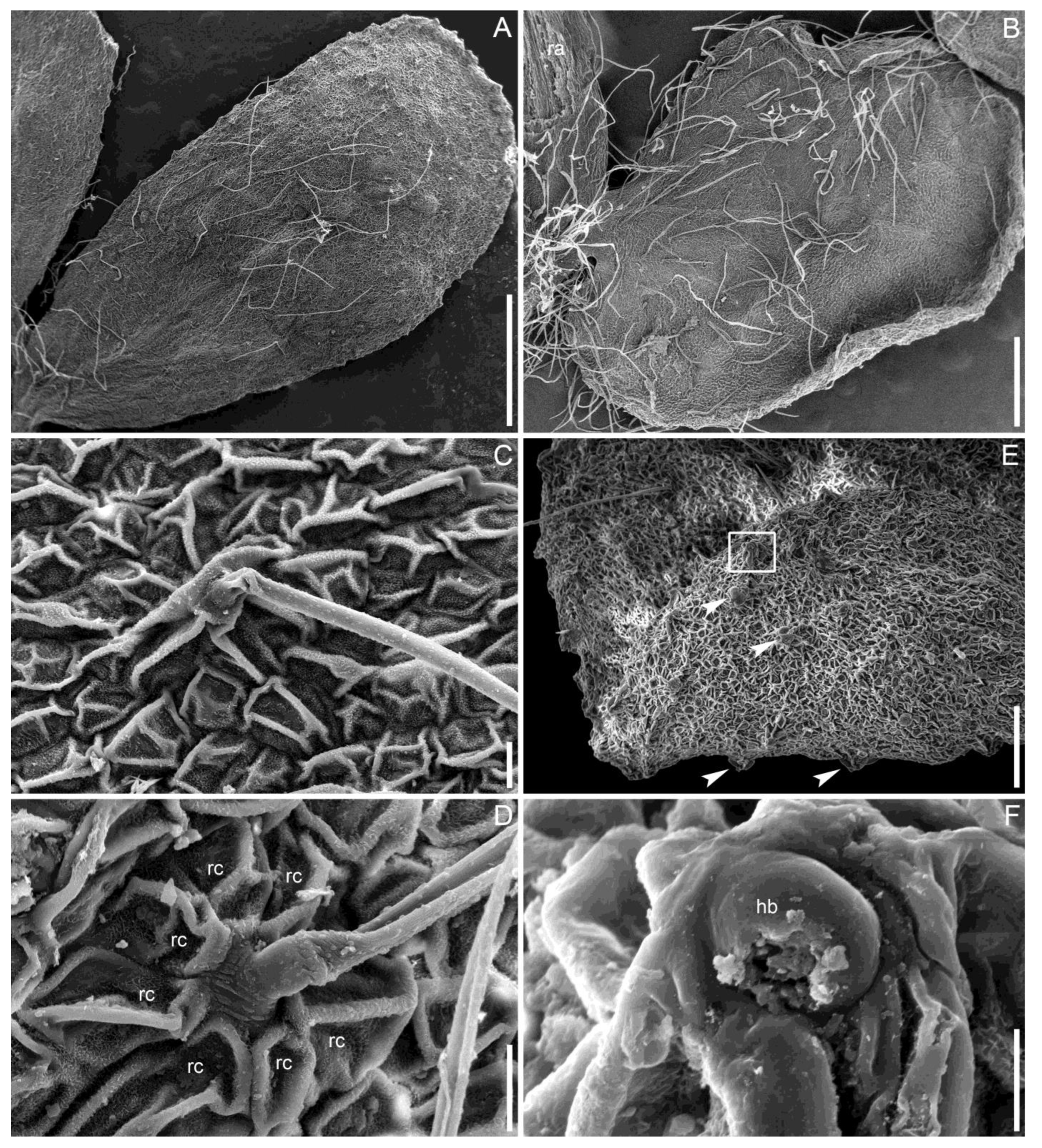 Taxonomy 05 00006 g005 Taxonomy 05 00006 g005