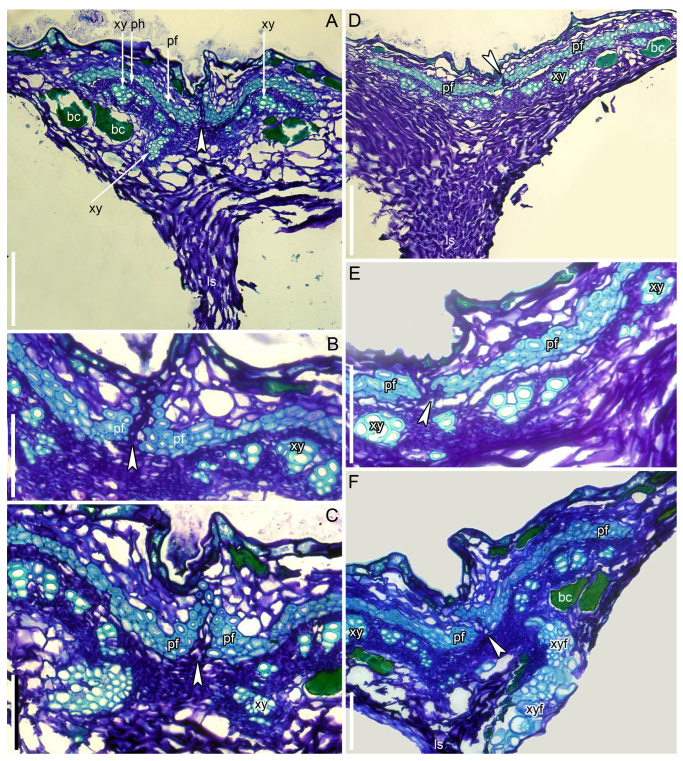 Taxonomy 05 00006 g007 Taxonomy 05 00006 g007