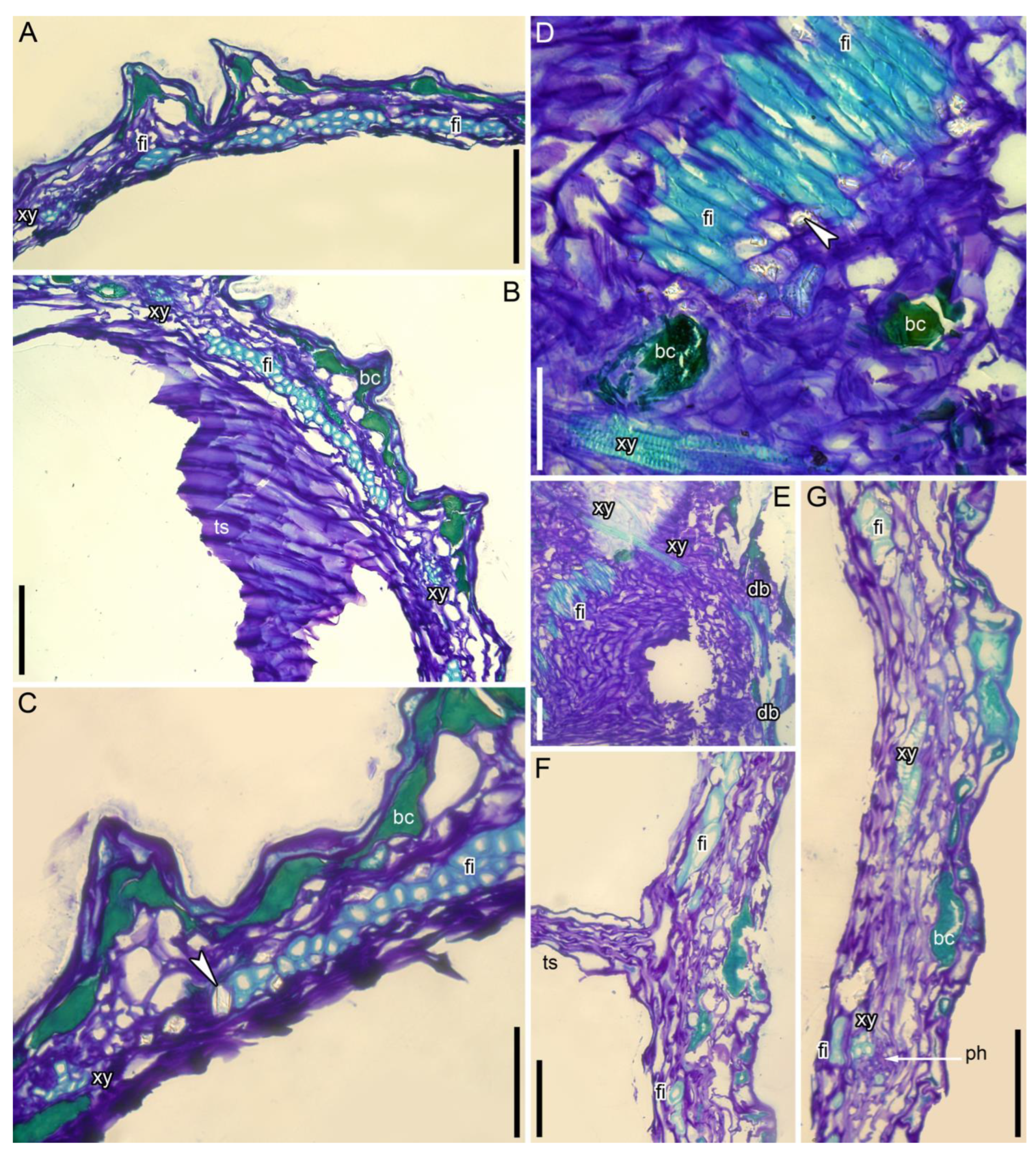 Taxonomy 05 00006 g008 Taxonomy 05 00006 g008