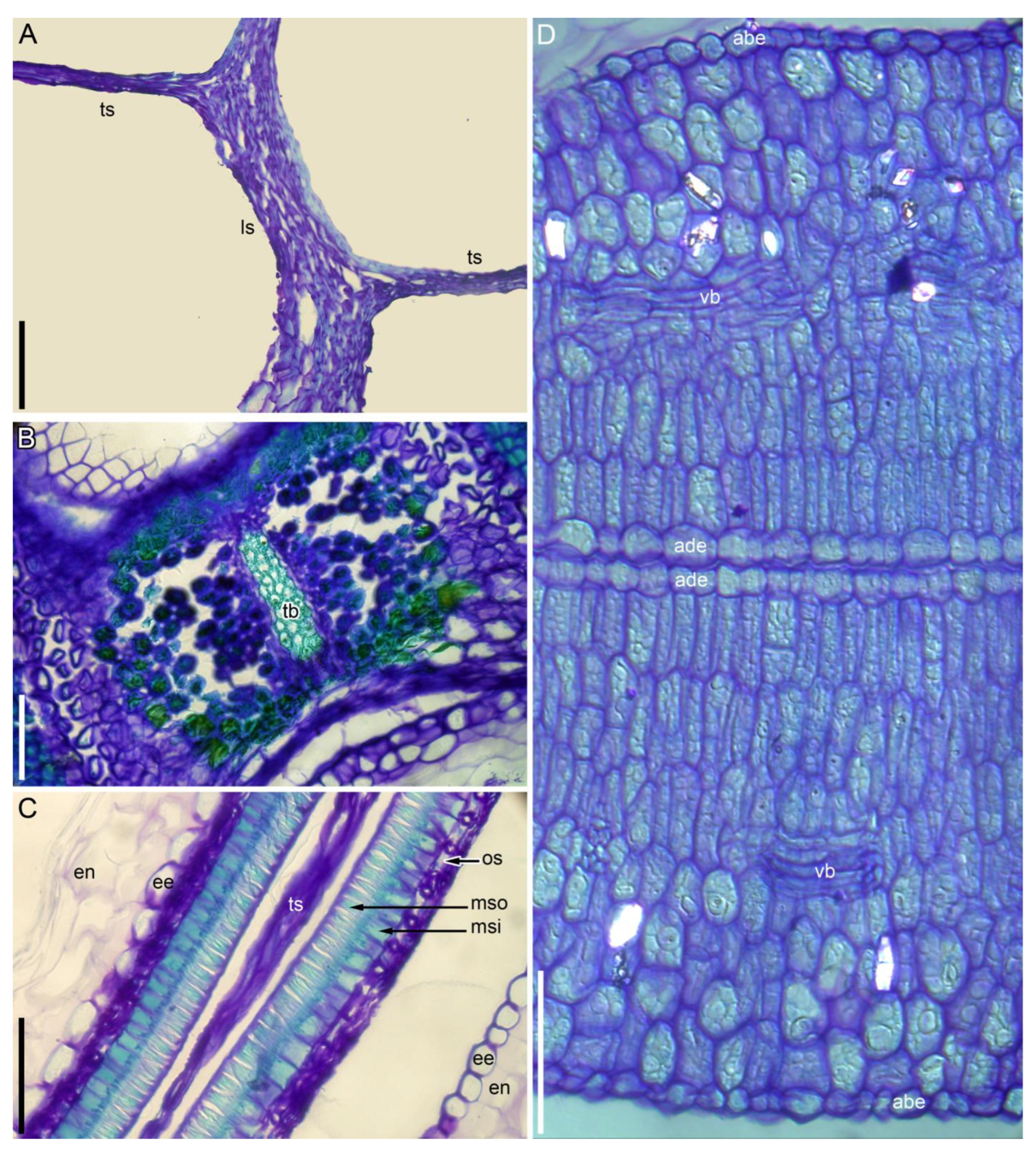 Taxonomy 05 00006 g009 Taxonomy 05 00006 g009