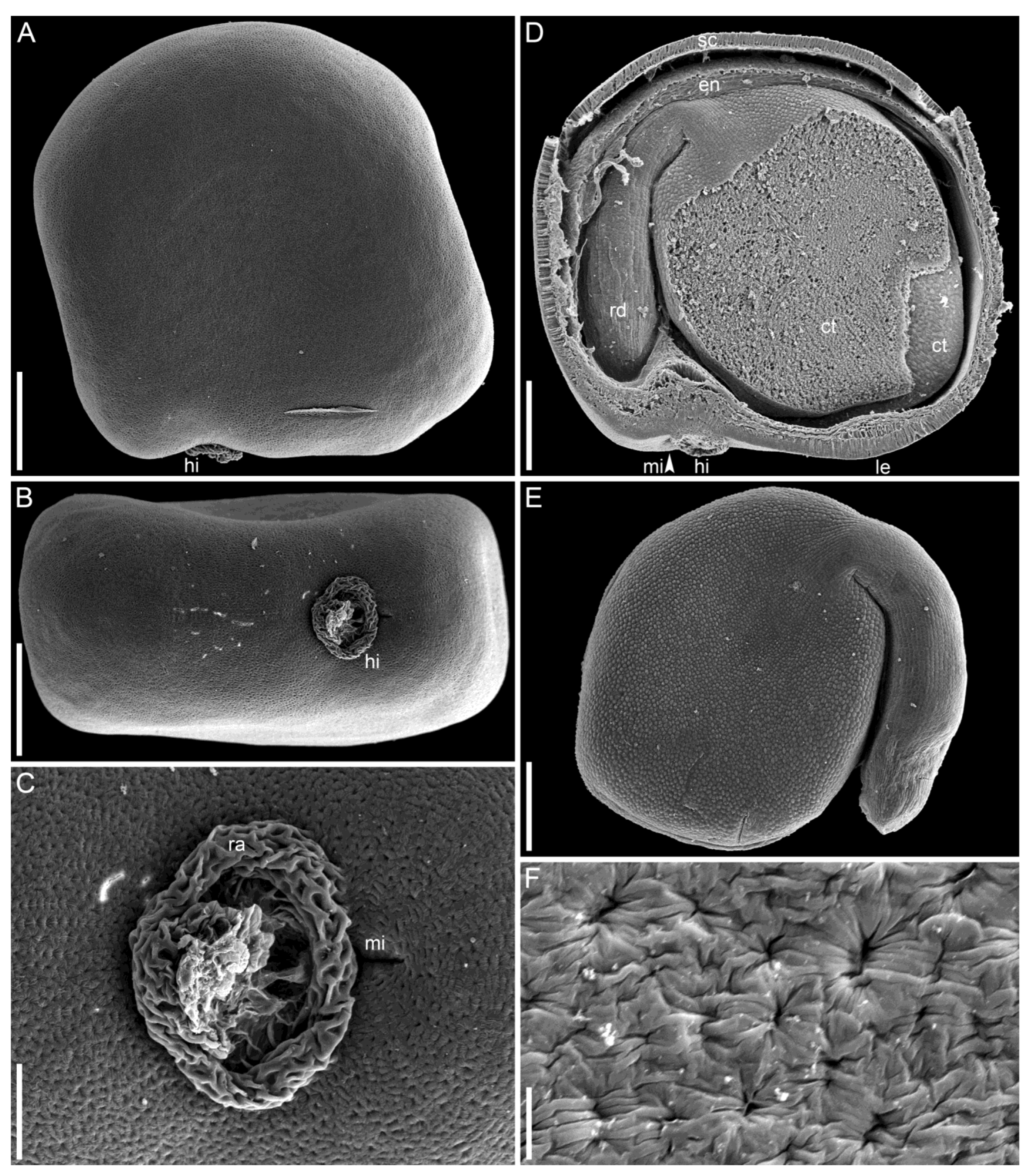 Taxonomy 05 00006 g010 Taxonomy 05 00006 g010