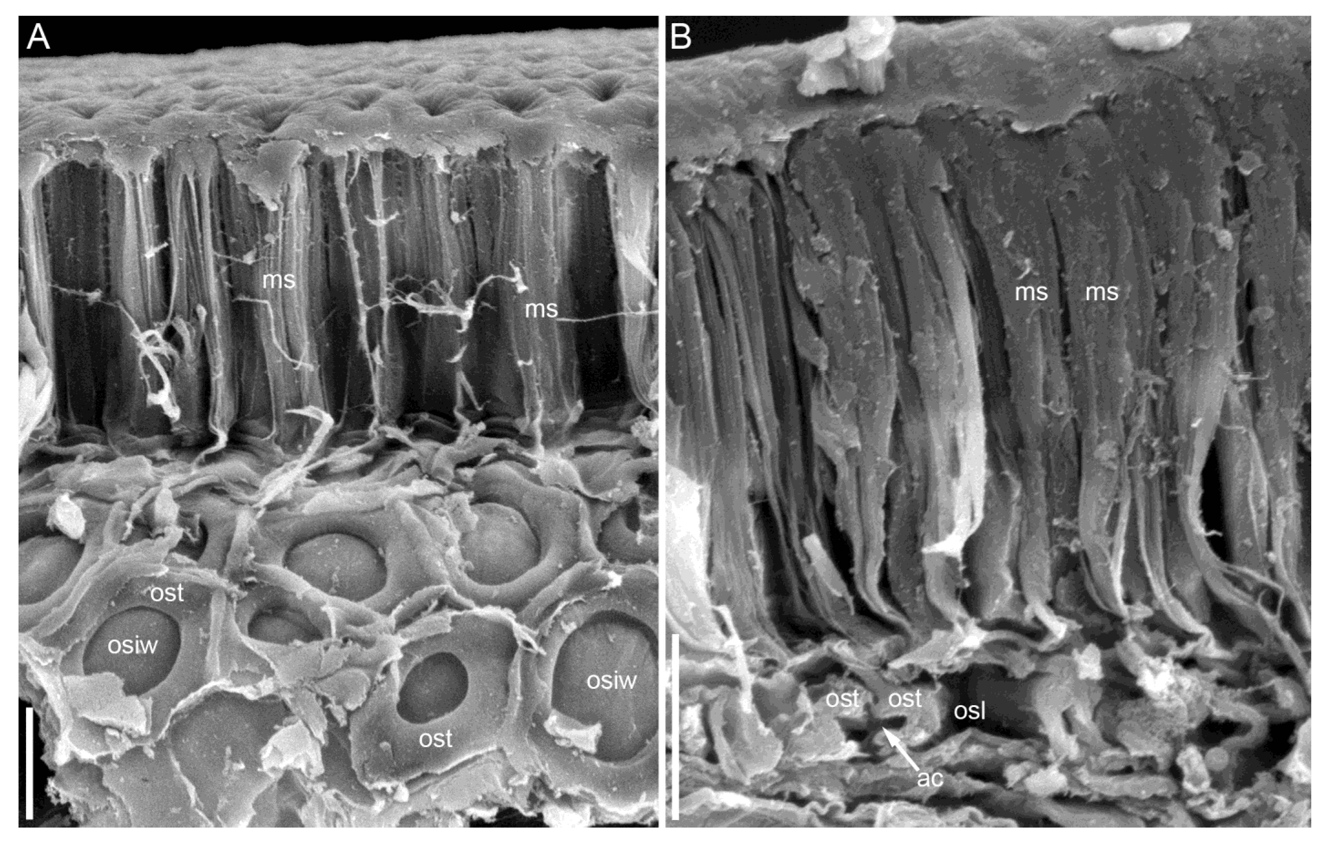 Taxonomy 05 00006 g011 Taxonomy 05 00006 g011