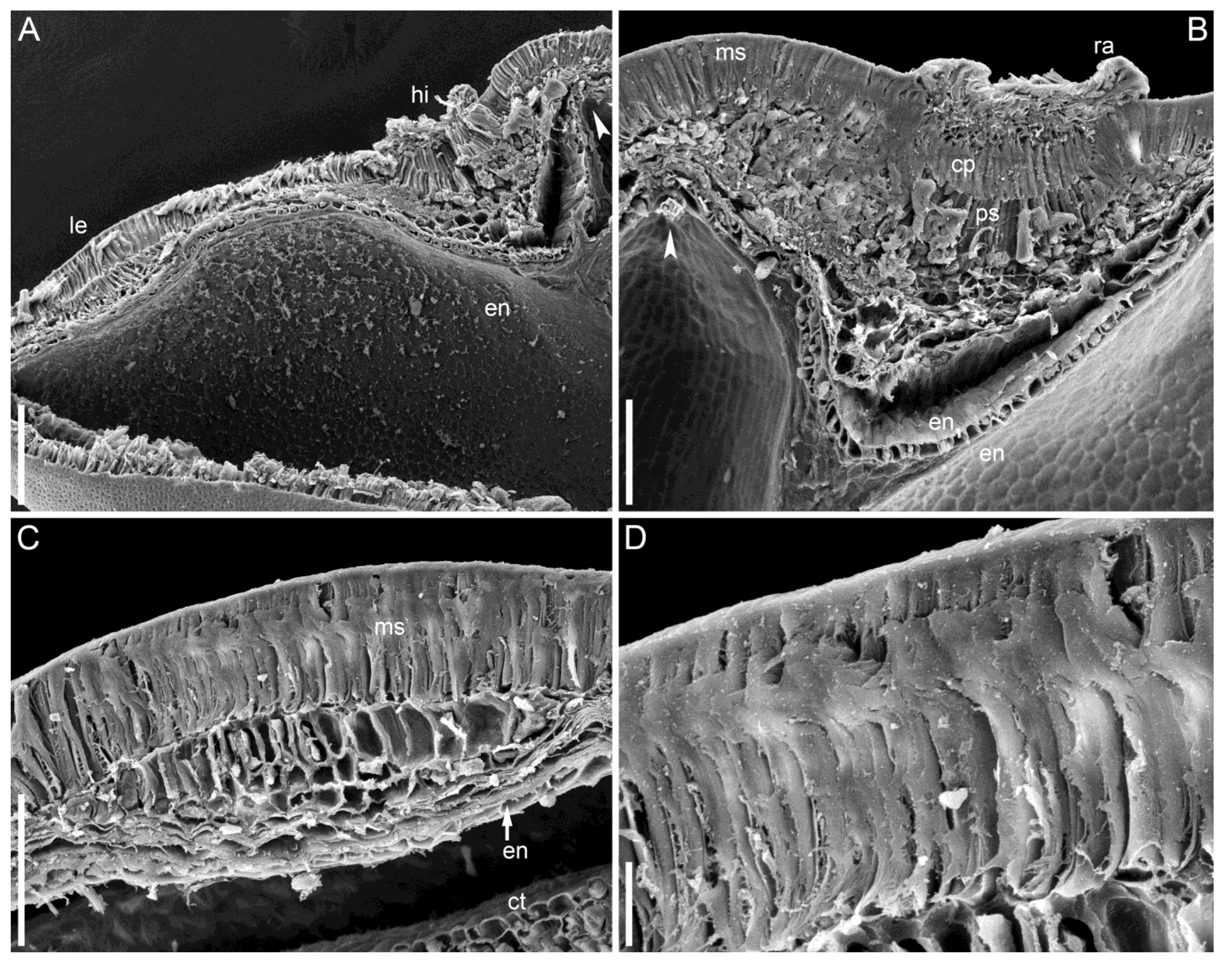 Taxonomy 05 00006 g012 Taxonomy 05 00006 g012