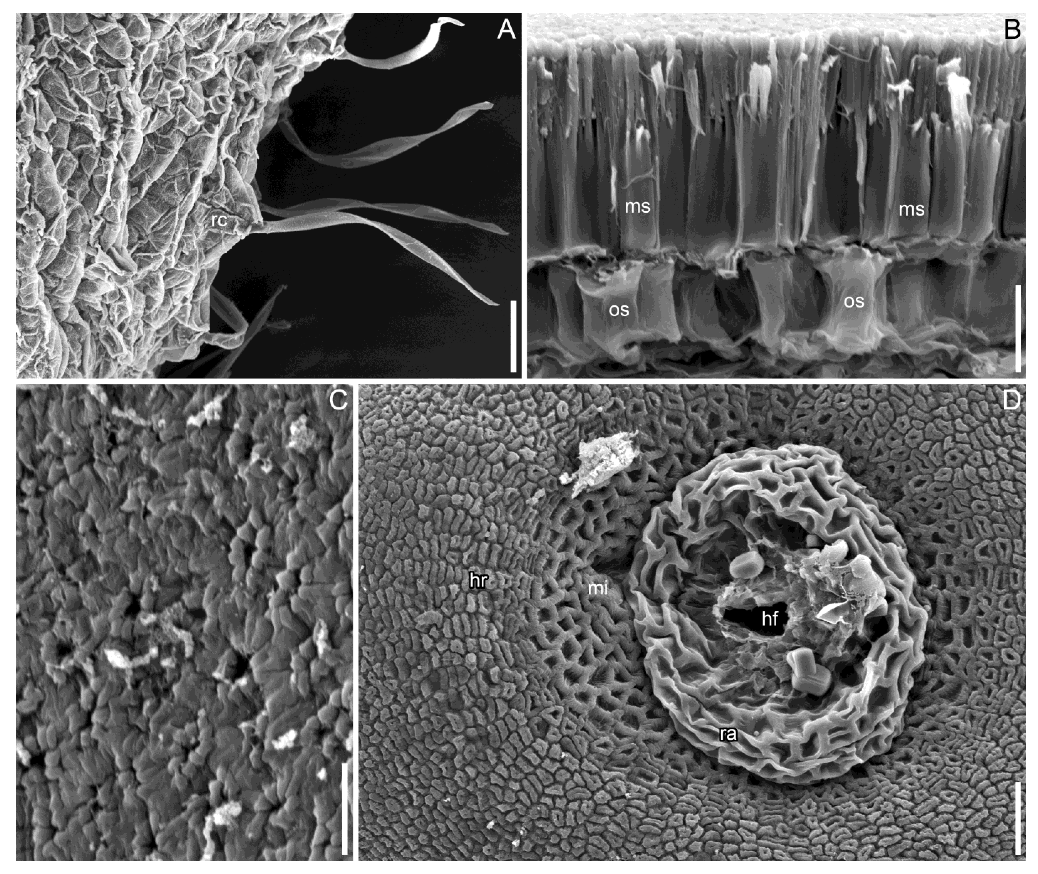 Taxonomy 05 00006 g014 Taxonomy 05 00006 g014