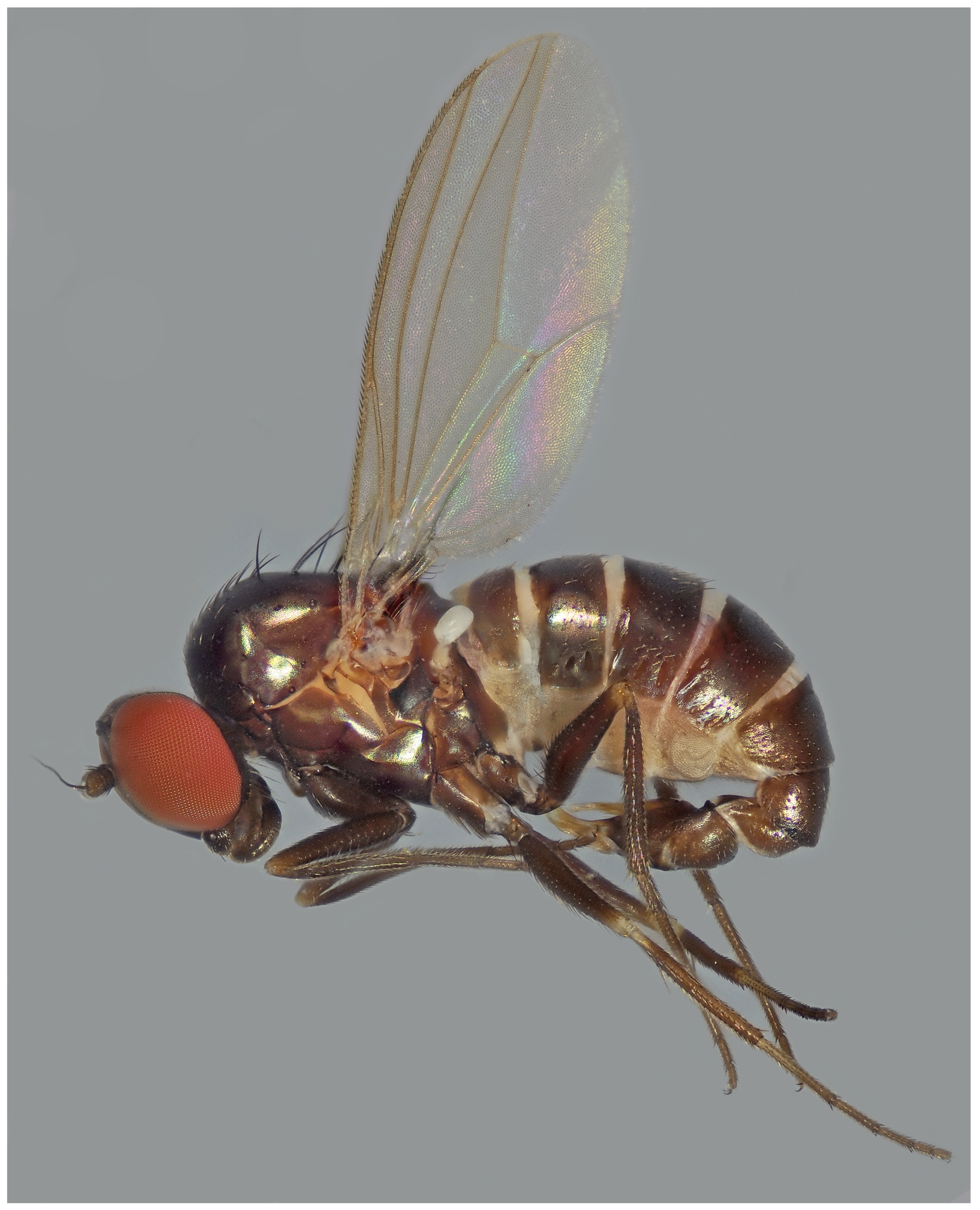 Taxonomy 05 00007 g001