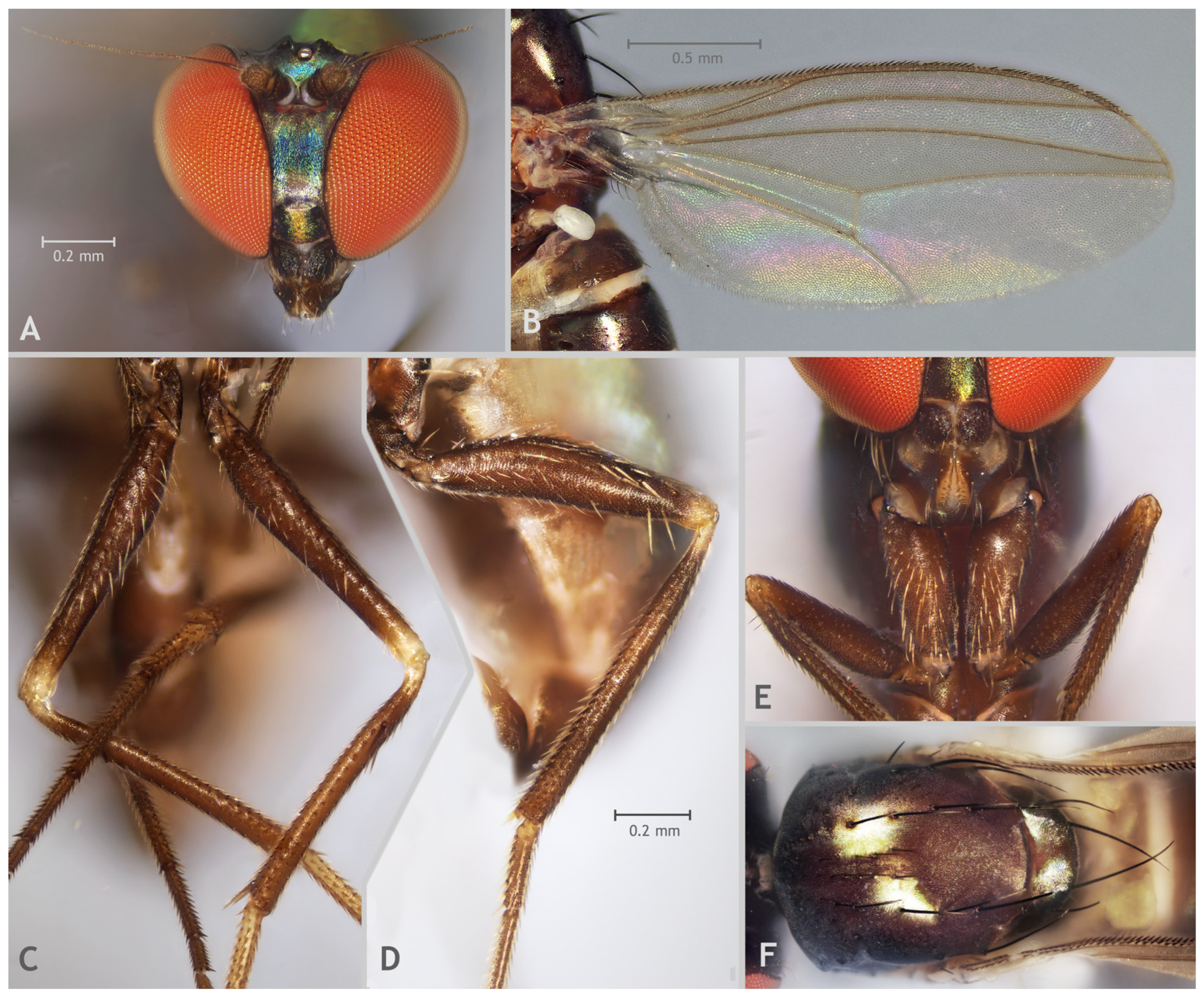 Taxonomy 05 00007 g002