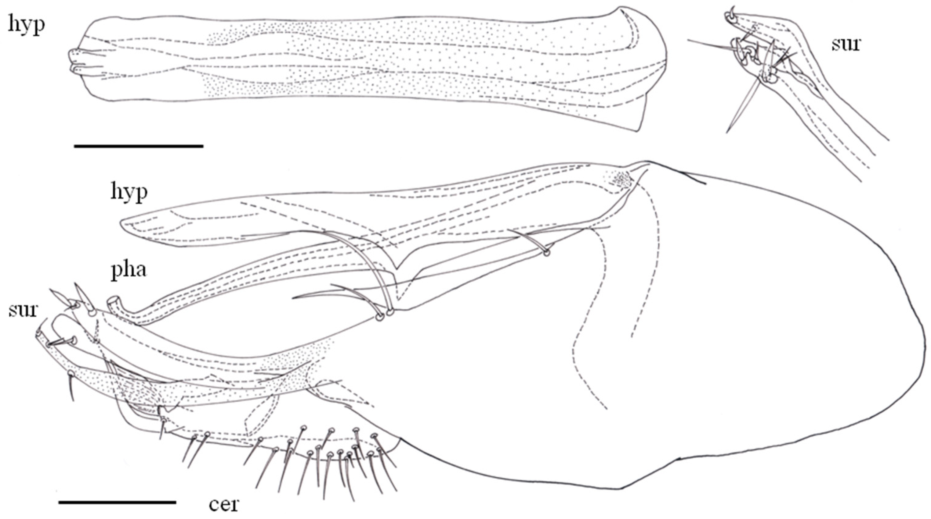Taxonomy 05 00007 g003