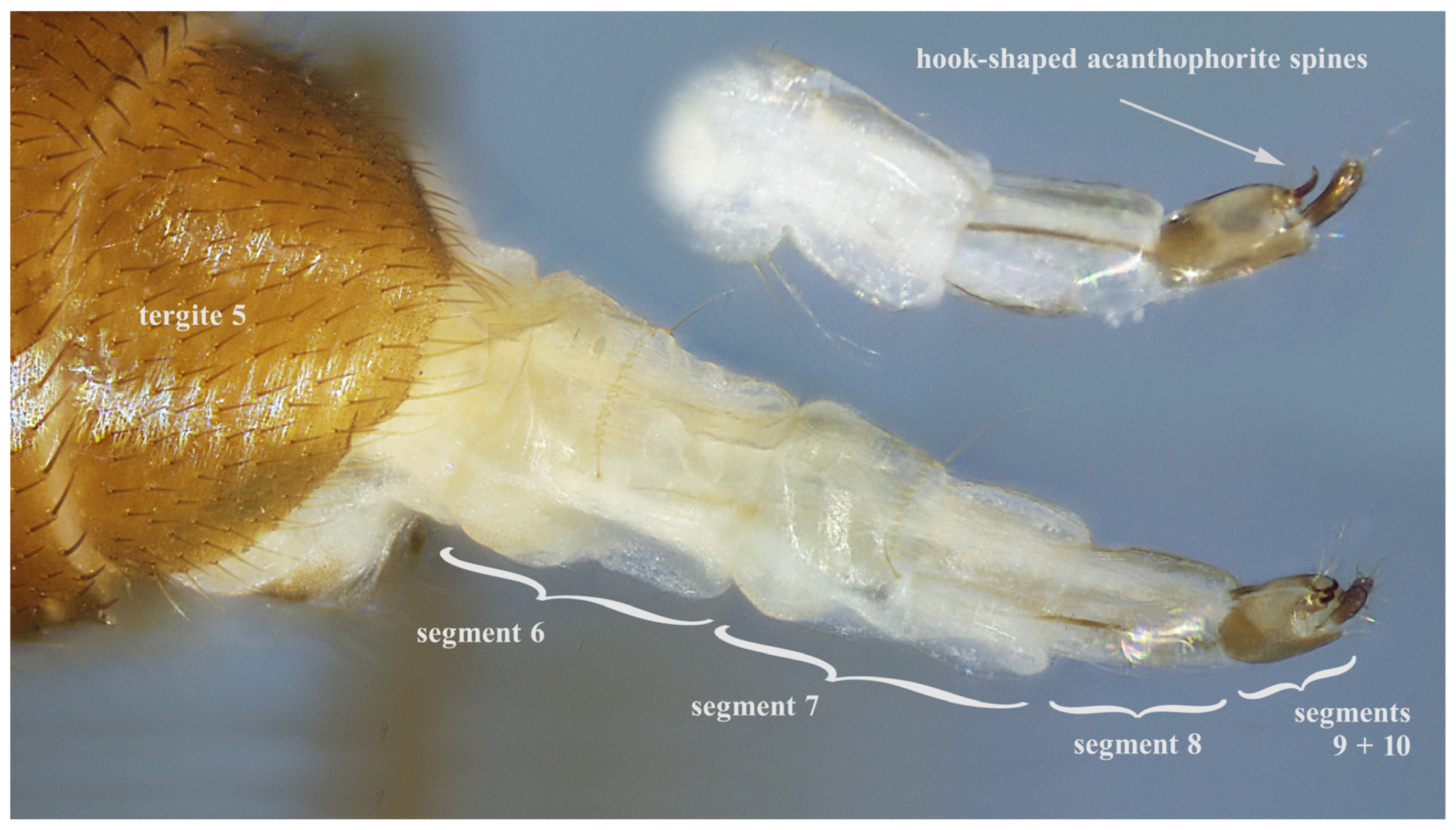Taxonomy 05 00007 g006