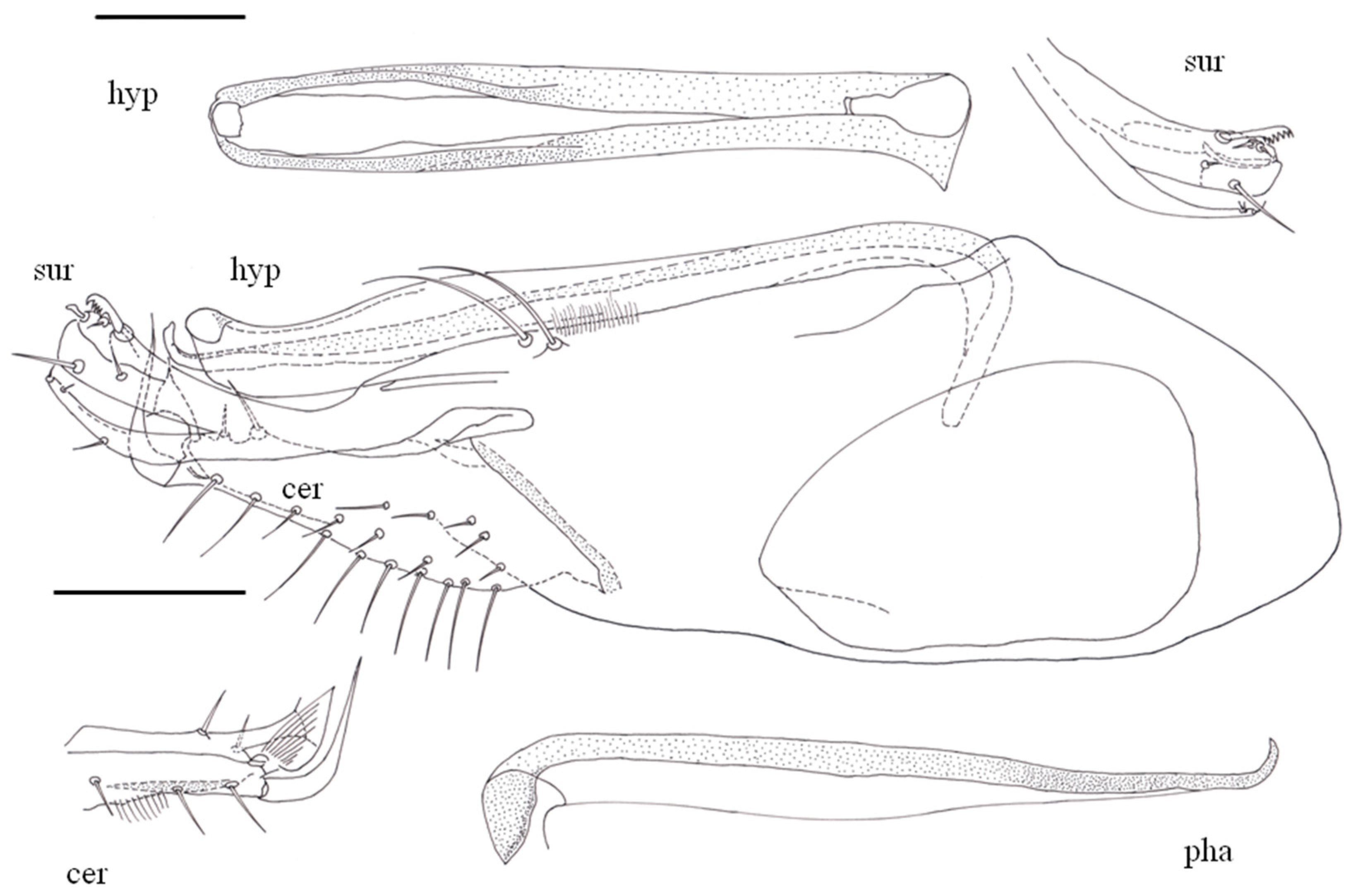 Taxonomy 05 00007 g008