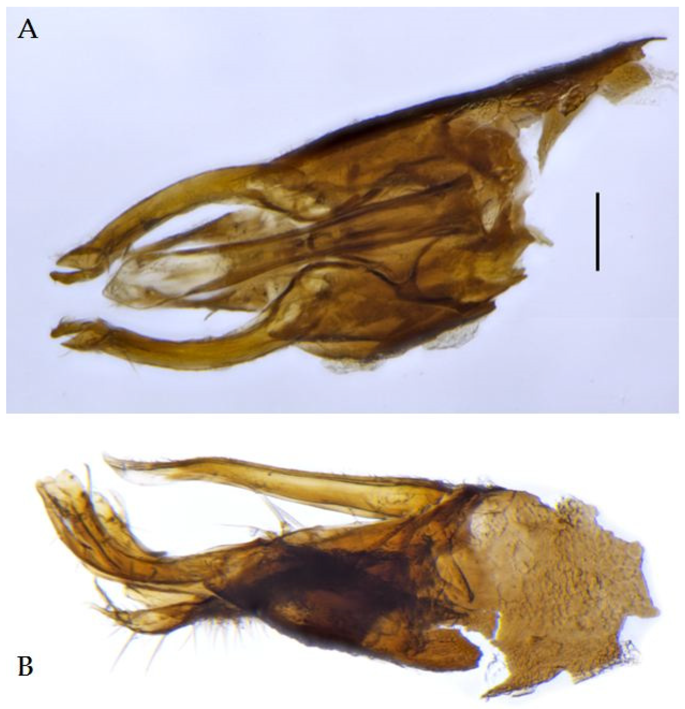 Taxonomy 05 00007 g010
