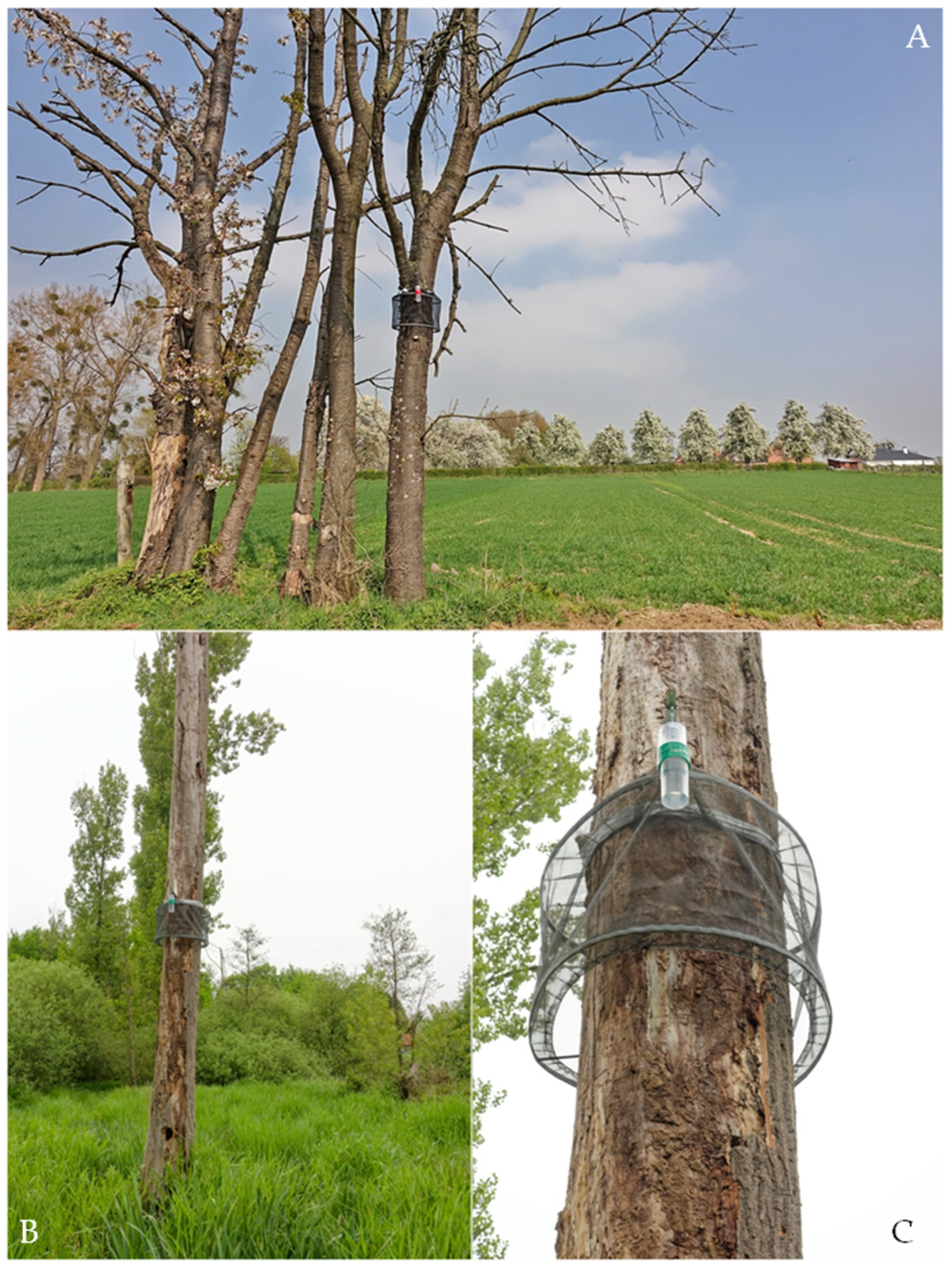 Taxonomy 05 00007 g011