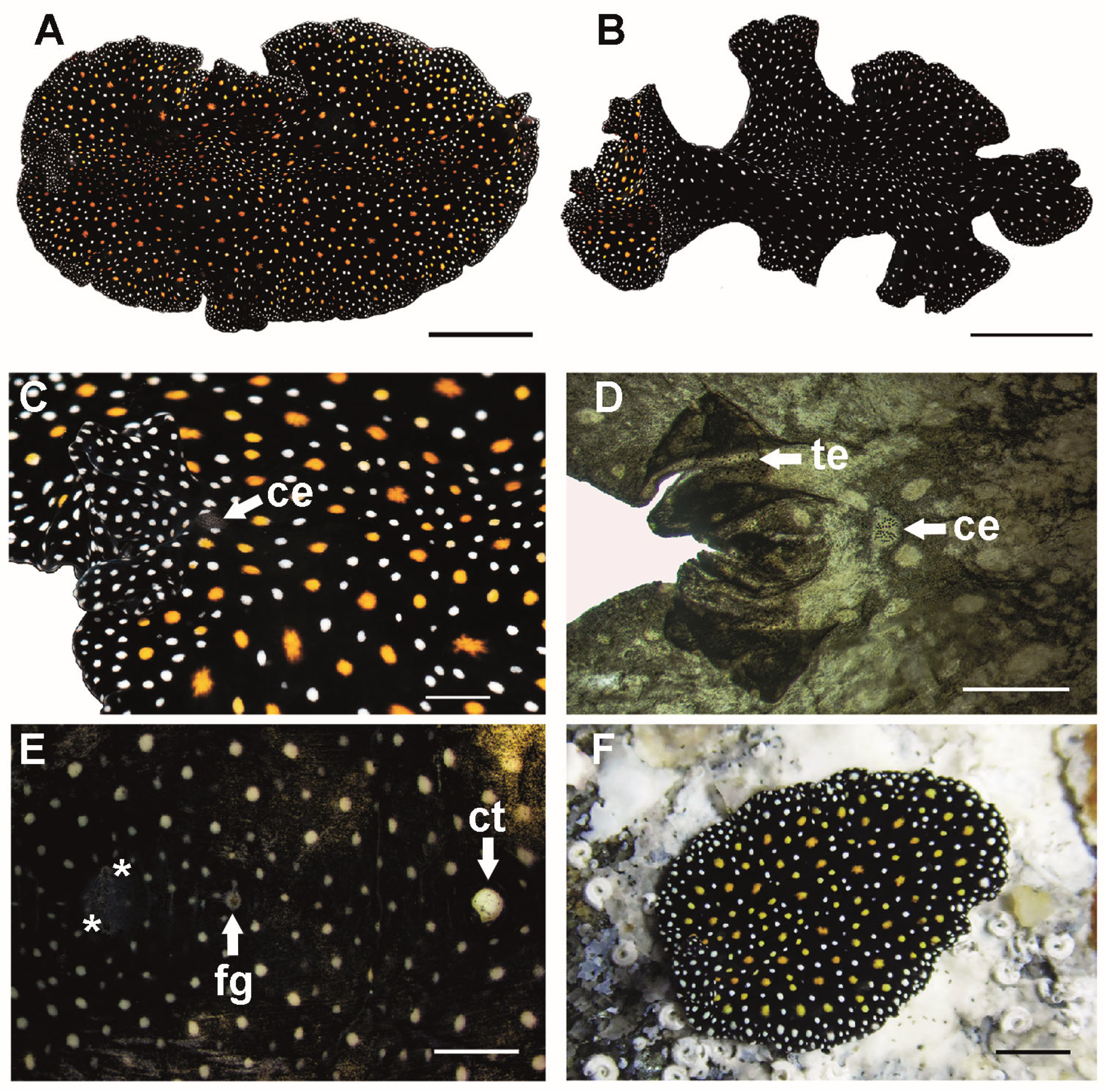 Taxonomy 05 00008 g002 Taxonomy 05 00008 g002