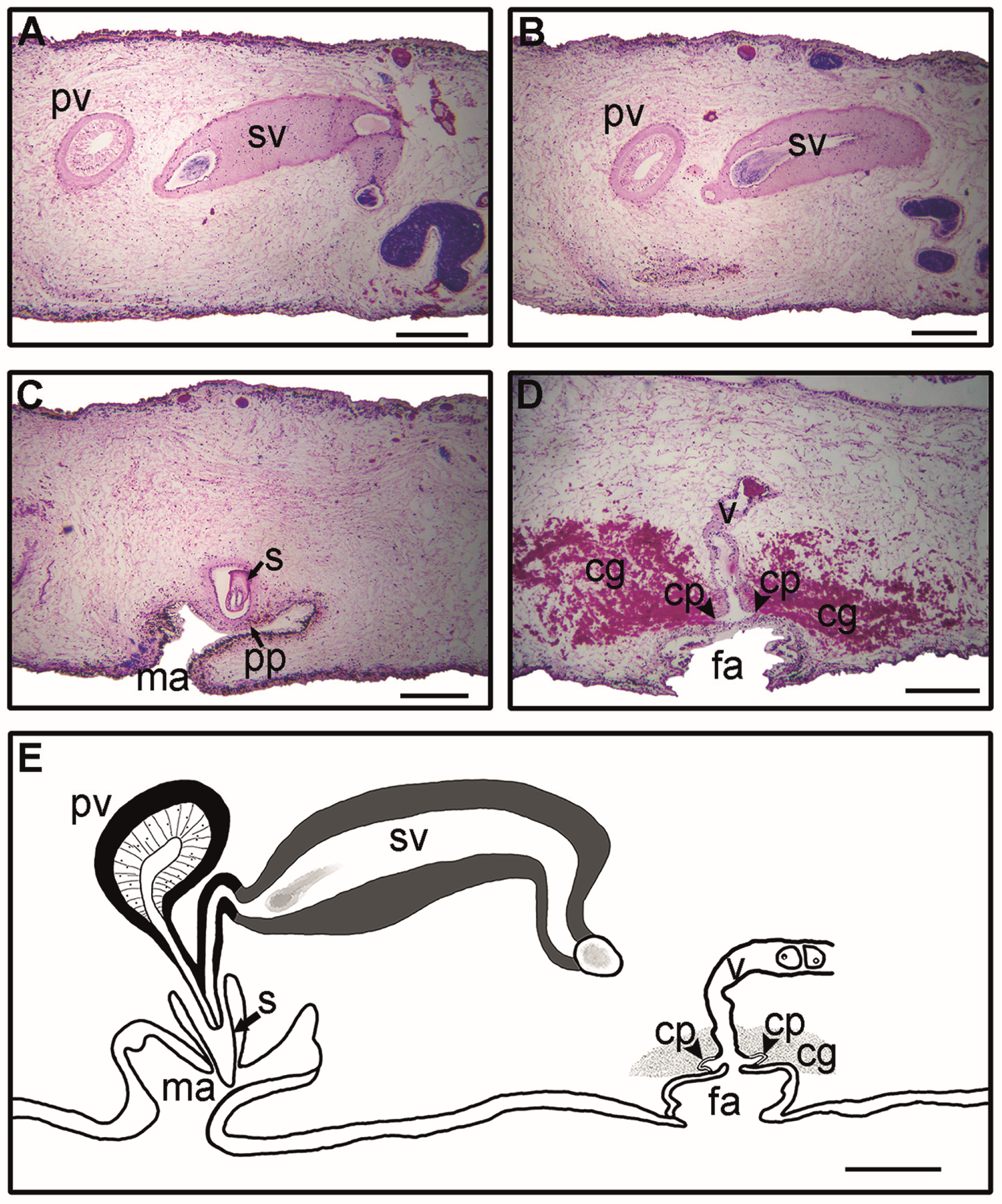 Taxonomy 05 00008 g003 Taxonomy 05 00008 g003