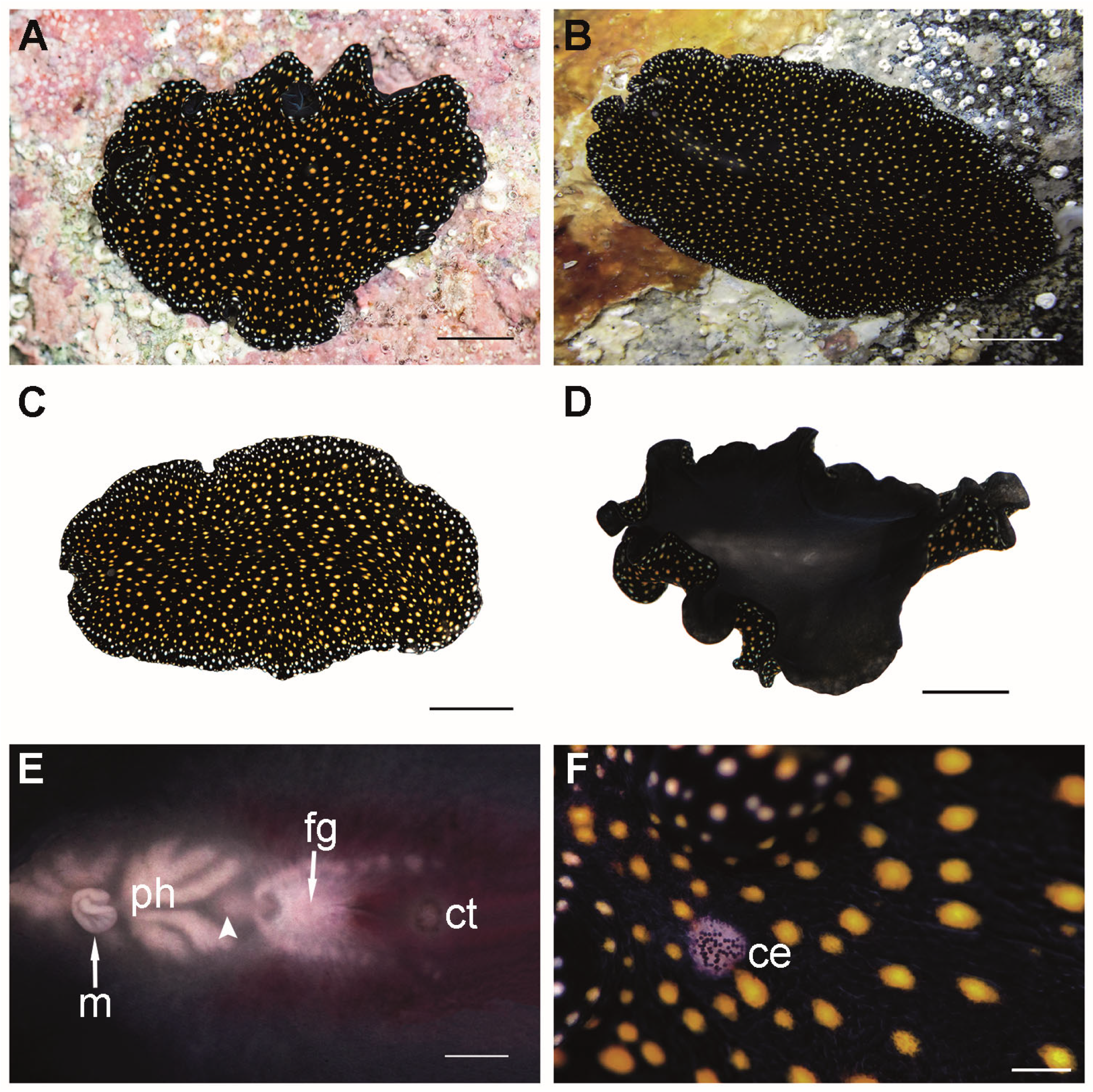 Taxonomy 05 00008 g004 Taxonomy 05 00008 g004