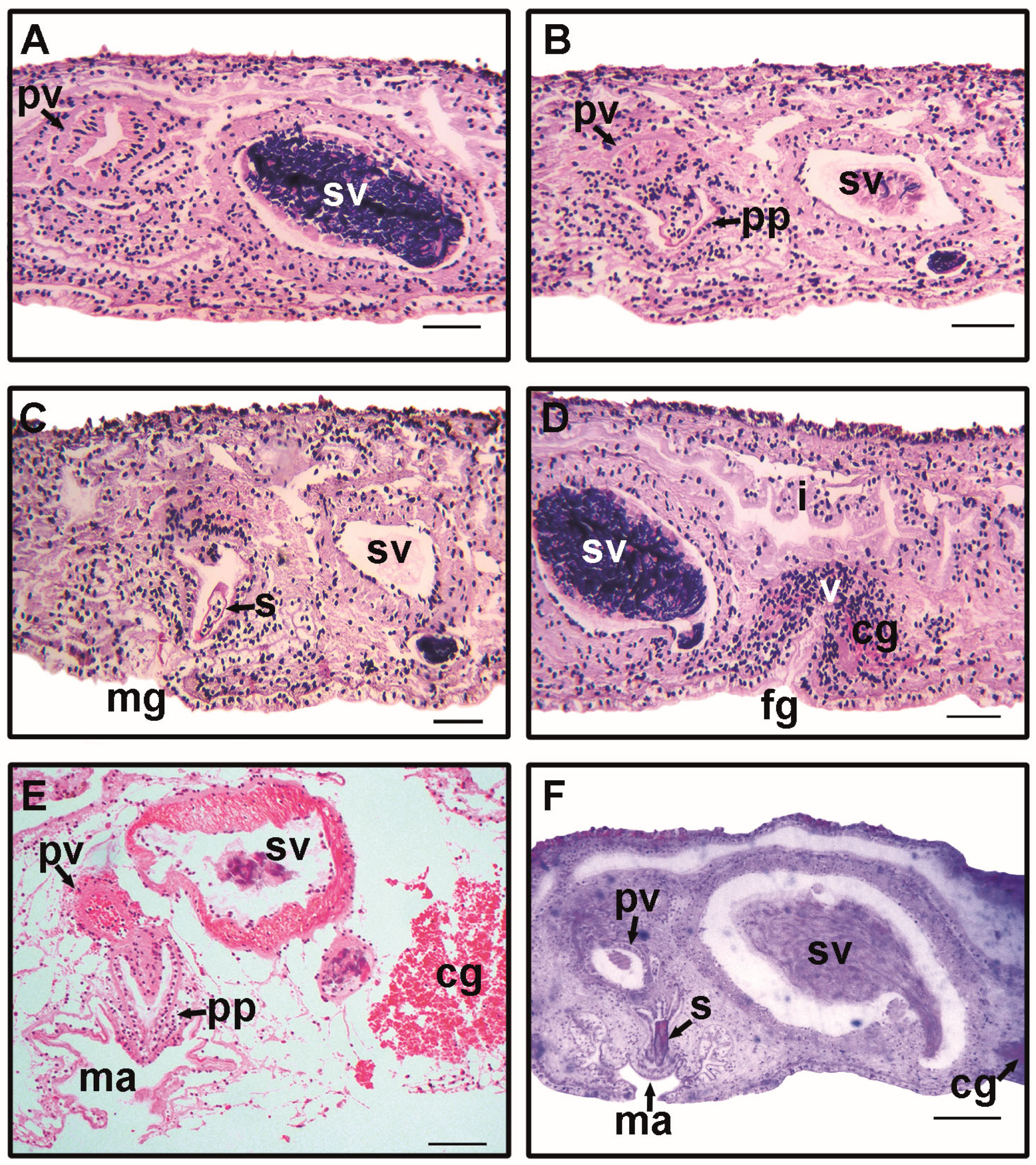 Taxonomy 05 00008 g005 Taxonomy 05 00008 g005