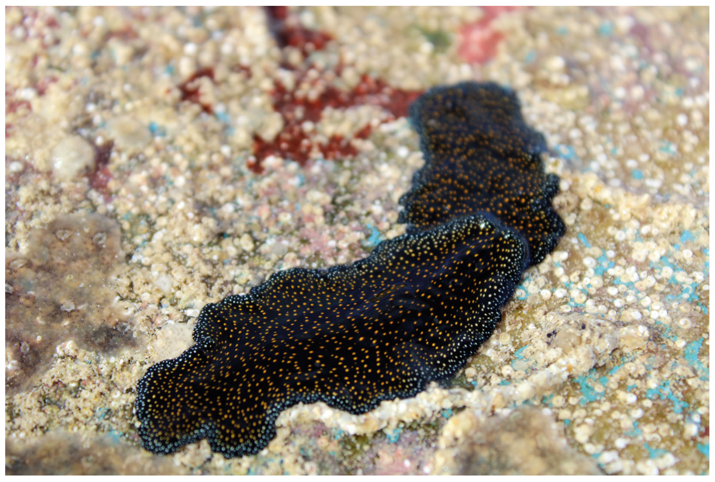 Taxonomy 05 00008 g006 Taxonomy 05 00008 g006