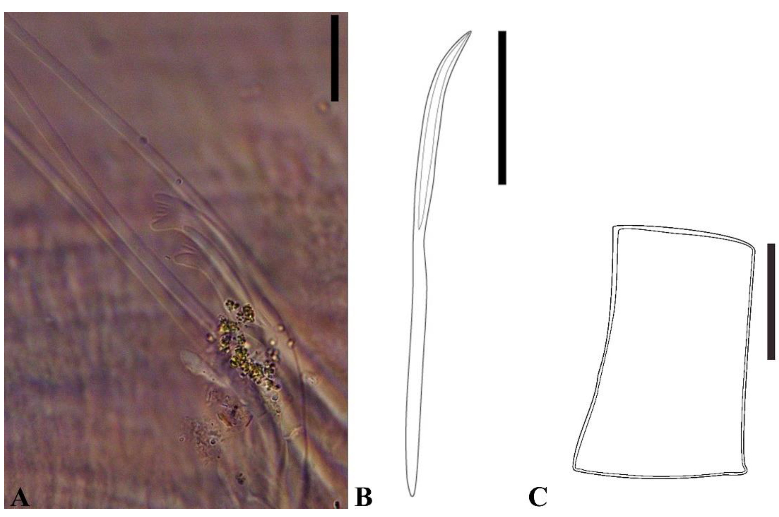 Taxonomy 05 00009 g001 Taxonomy 05 00009 g001