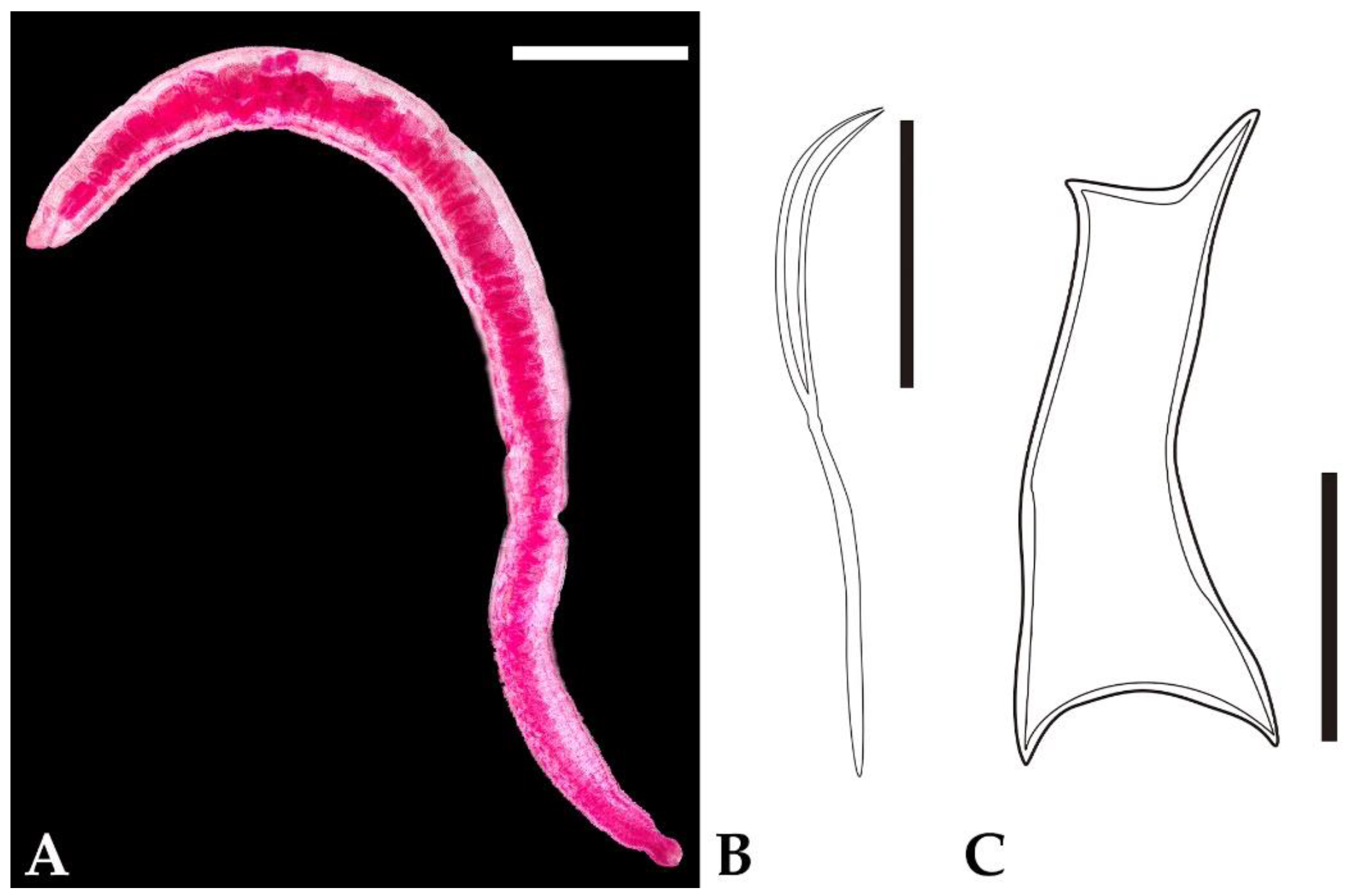 Taxonomy 05 00009 g003 Taxonomy 05 00009 g003