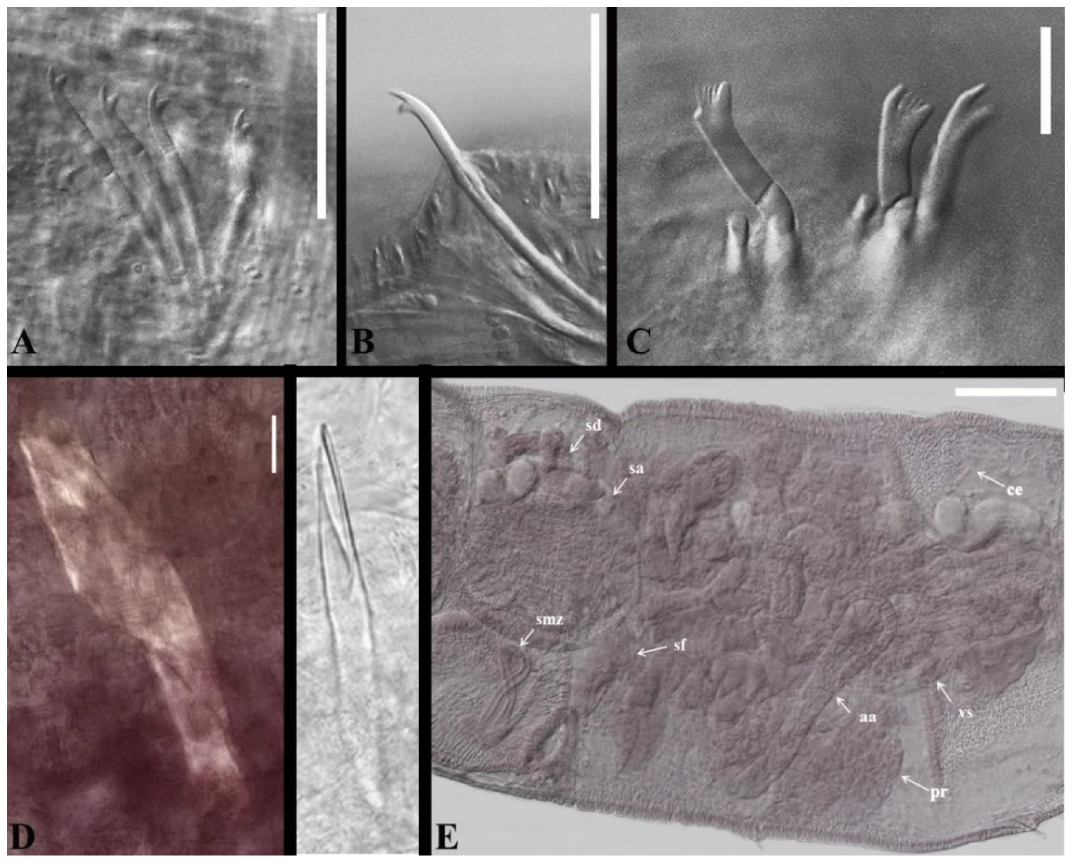 Taxonomy 05 00009 g004 Taxonomy 05 00009 g004
