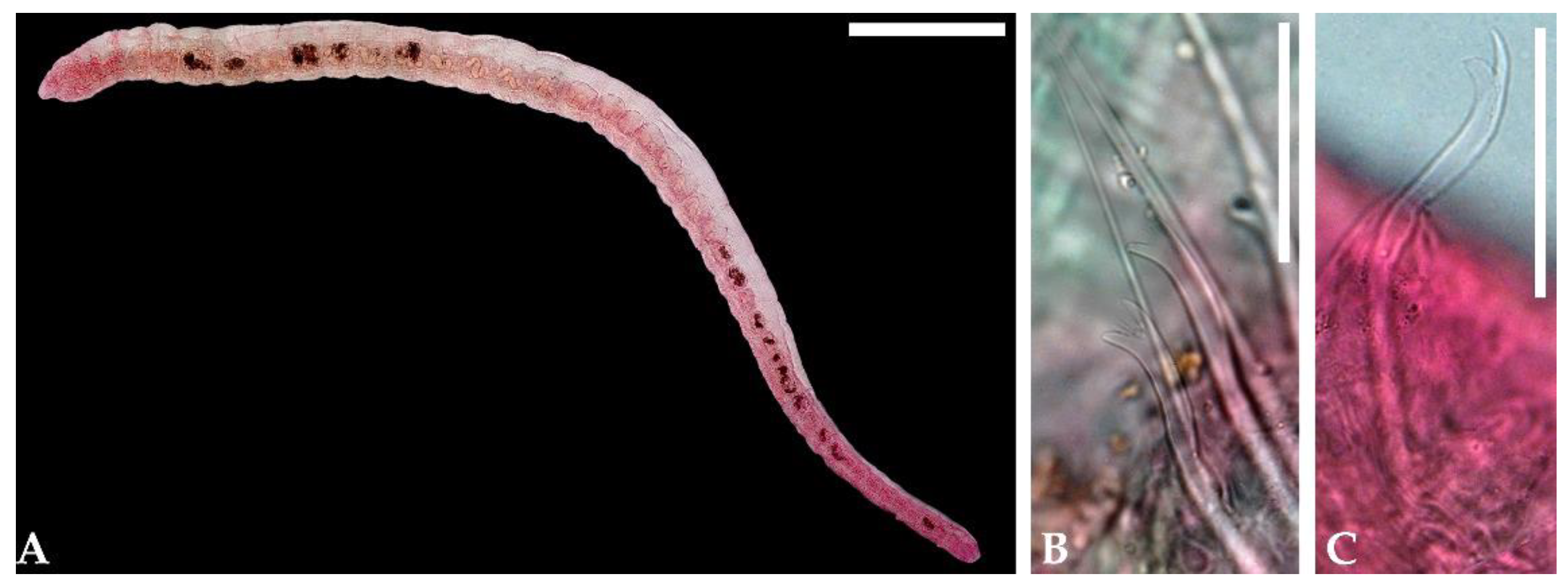 Taxonomy 05 00009 g005 Taxonomy 05 00009 g005