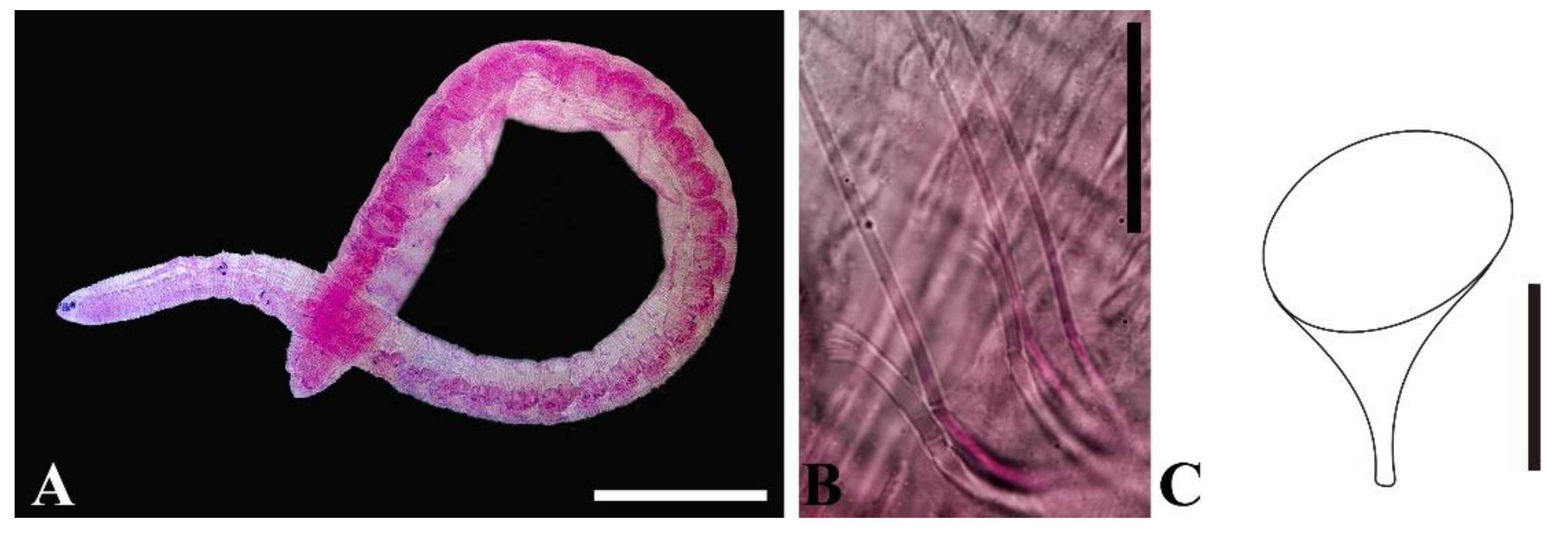 Taxonomy 05 00009 g006 Taxonomy 05 00009 g006